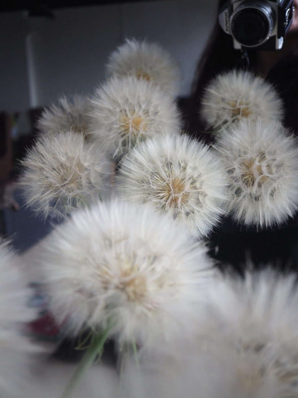 是菊科婆罗门参属植物 养蒲公英有点像买彩票,买到好的就开得好,有