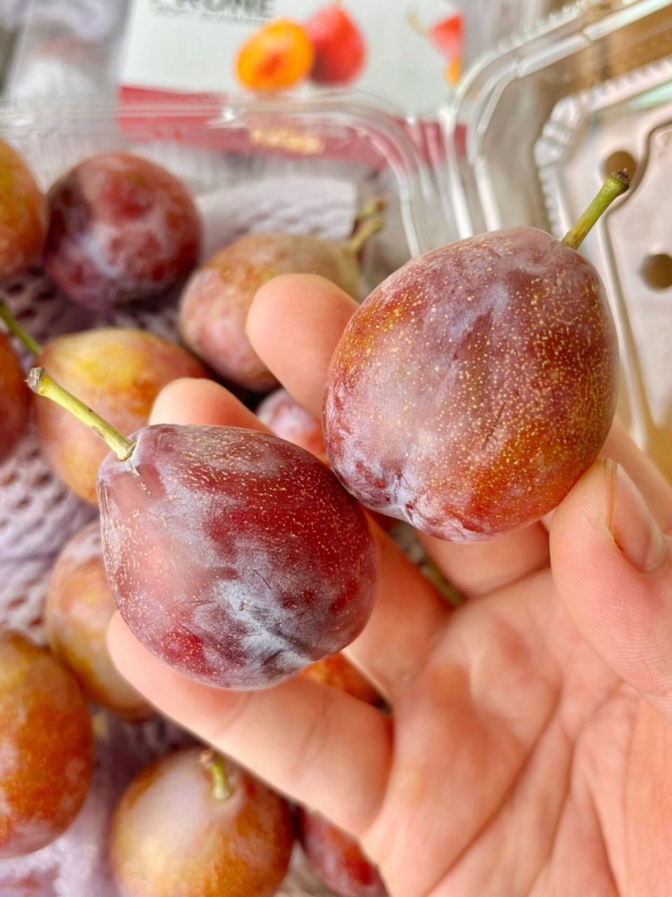 姐妹们!当季新疆法兰西西梅真的好好吃!正当季 口感 味道一流!