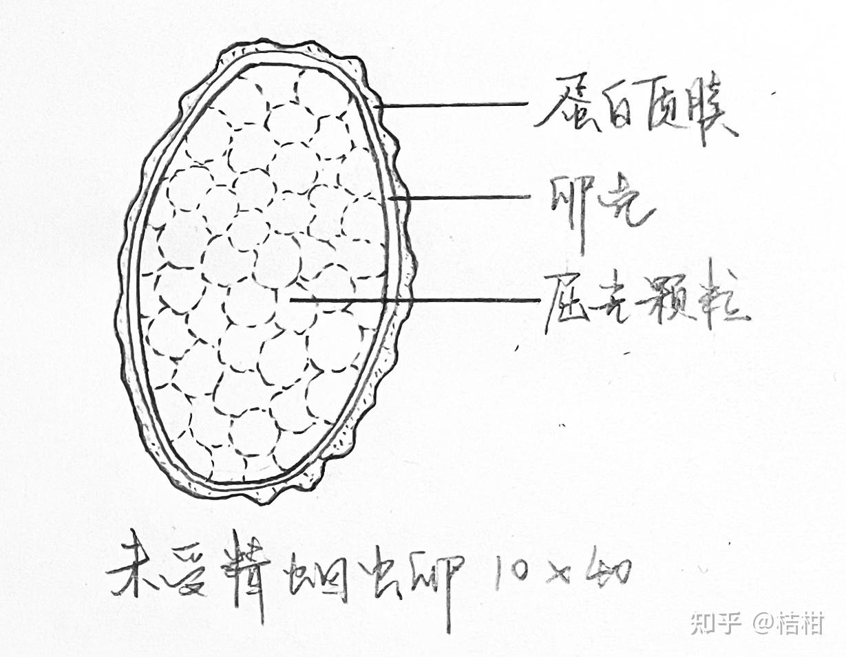 旋毛虫囊包绘图及标注图片