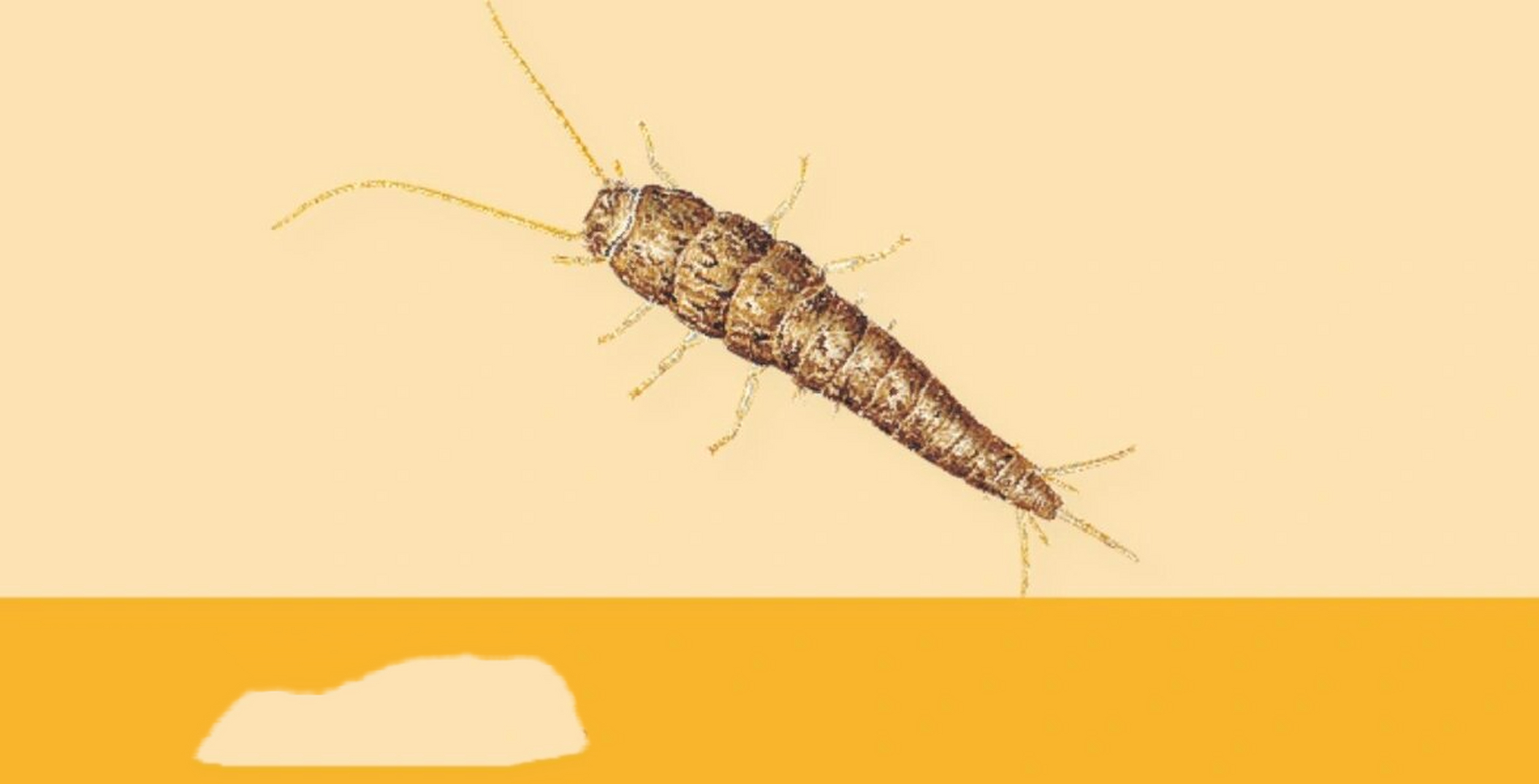 每日一虫~衣鱼 学名:衣鱼 科目:缨尾目衣鱼科 拉丁名:lepisma