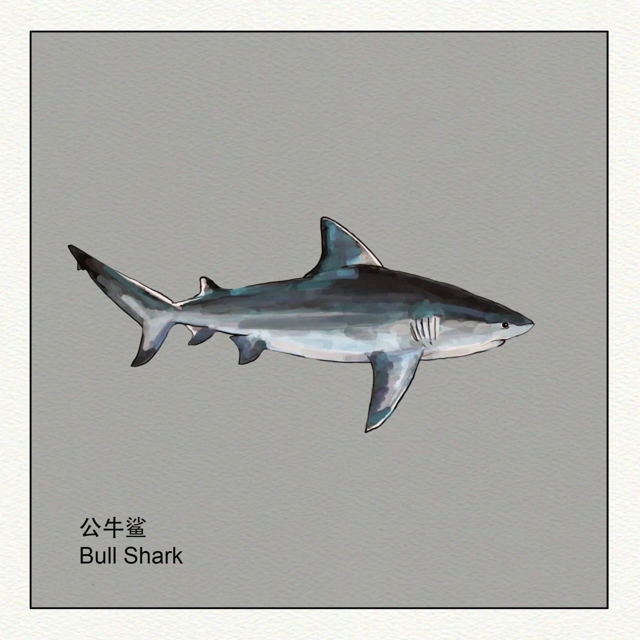 手绘—鲨鱼篇00 鲨鱼作为海洋的霸主却又形态各异