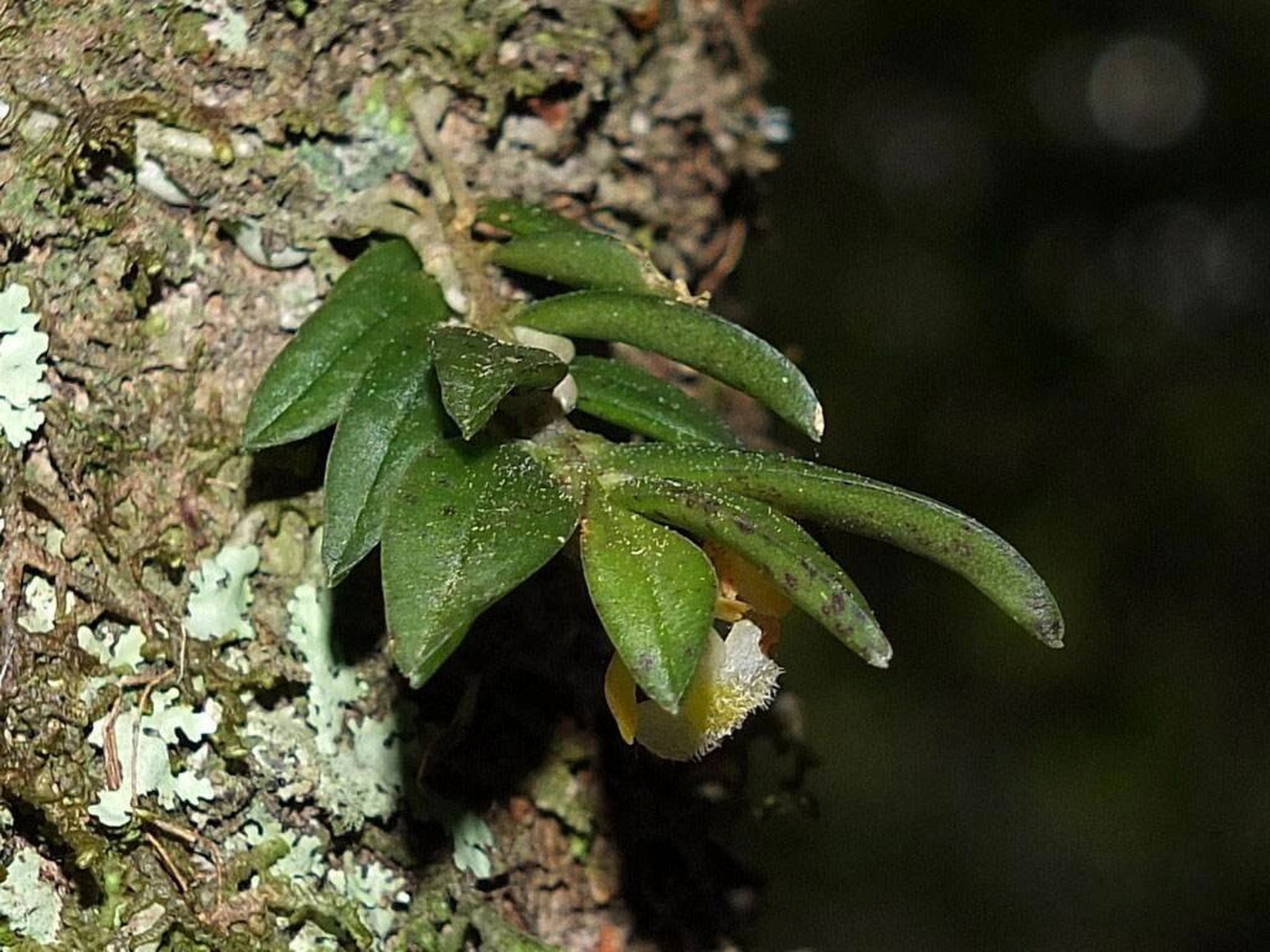 蜈蚣还阳草,也叫麻金钗,学名中华盆距兰 该药具清热生律,滋阴养胃的