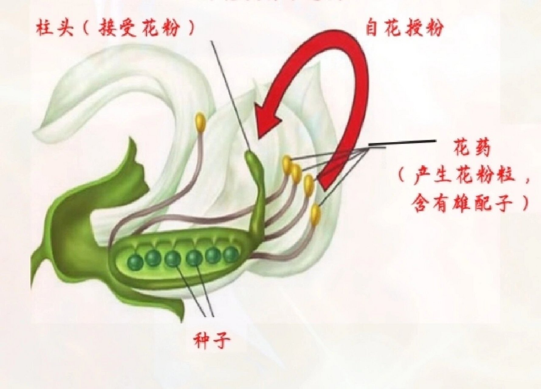 两性花的结构图片