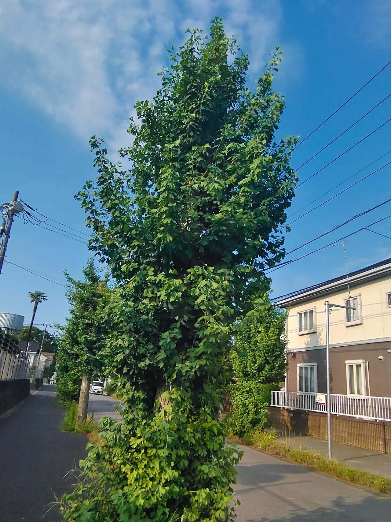 在日本道路两旁,鸡毛掸子和狼牙棒的造型的树木,是负责道路绿化部门的