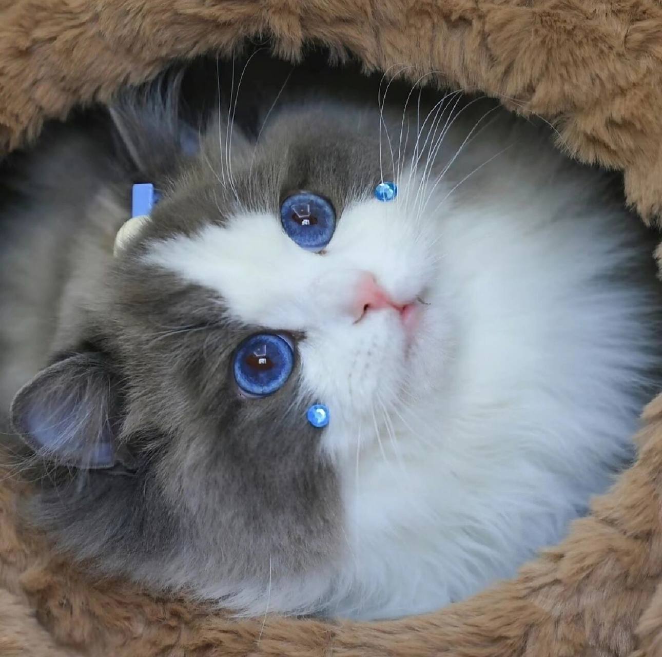 请薯友们接收 可爱的布偶猫头像,这布灵布灵的大眼睛谁不爱呢!