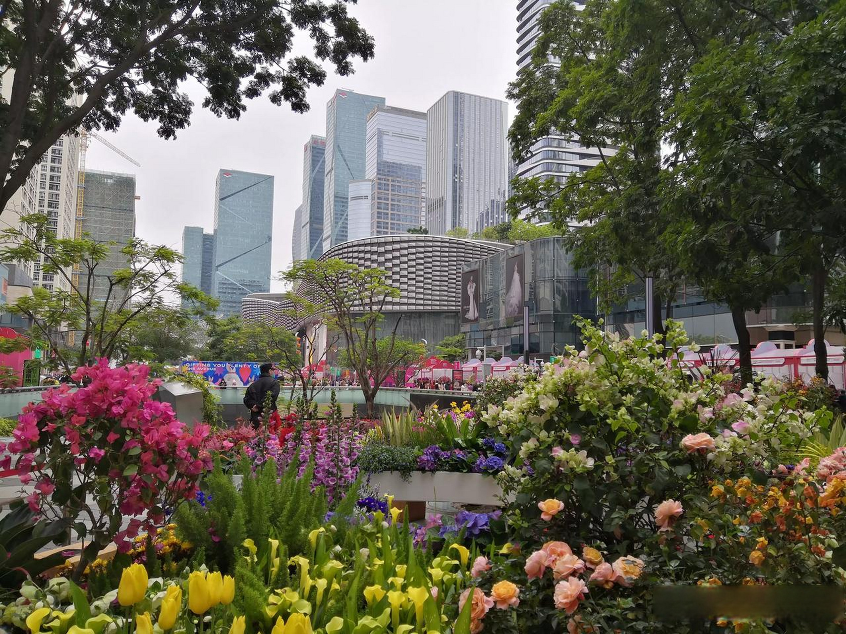 深圳迎春花市,卓悦中心年味渐浓.