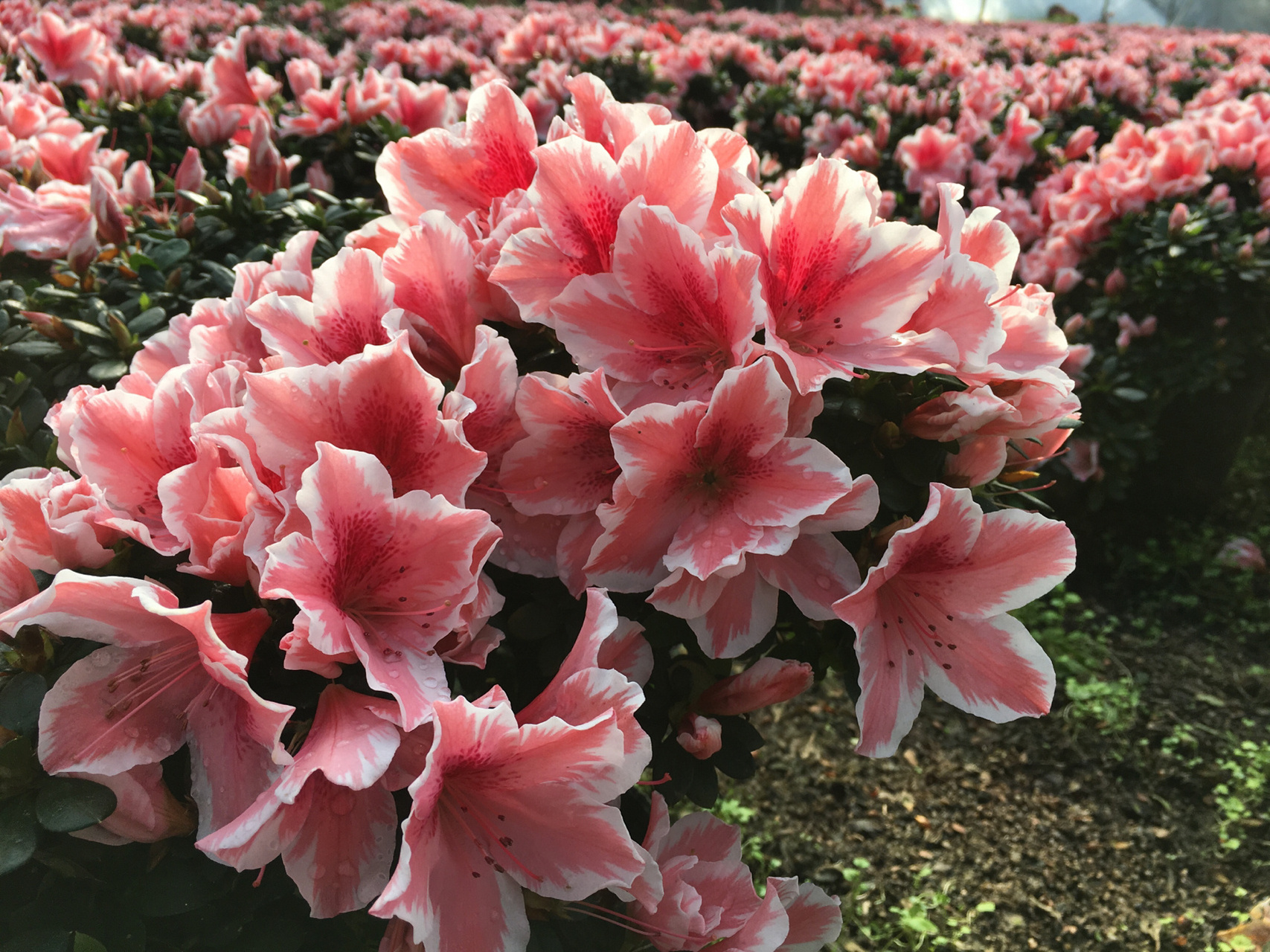 杜鹃花 / 烂漫的西洋杜鹃养植护集合 杜鹃花是中国十大名花之一,全