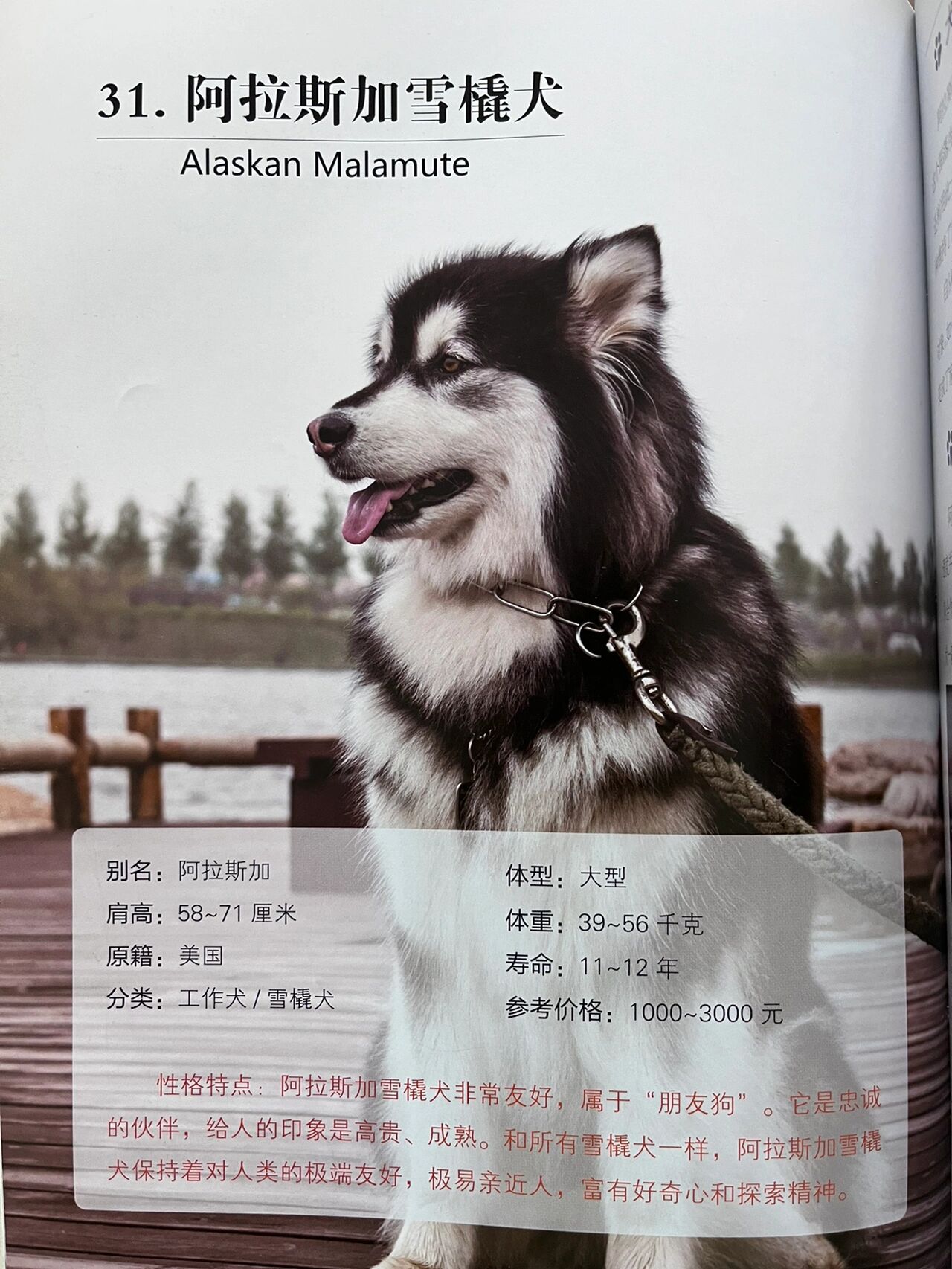 阿拉斯加 阿拉斯加雪橇犬也叫阿拉斯加犬