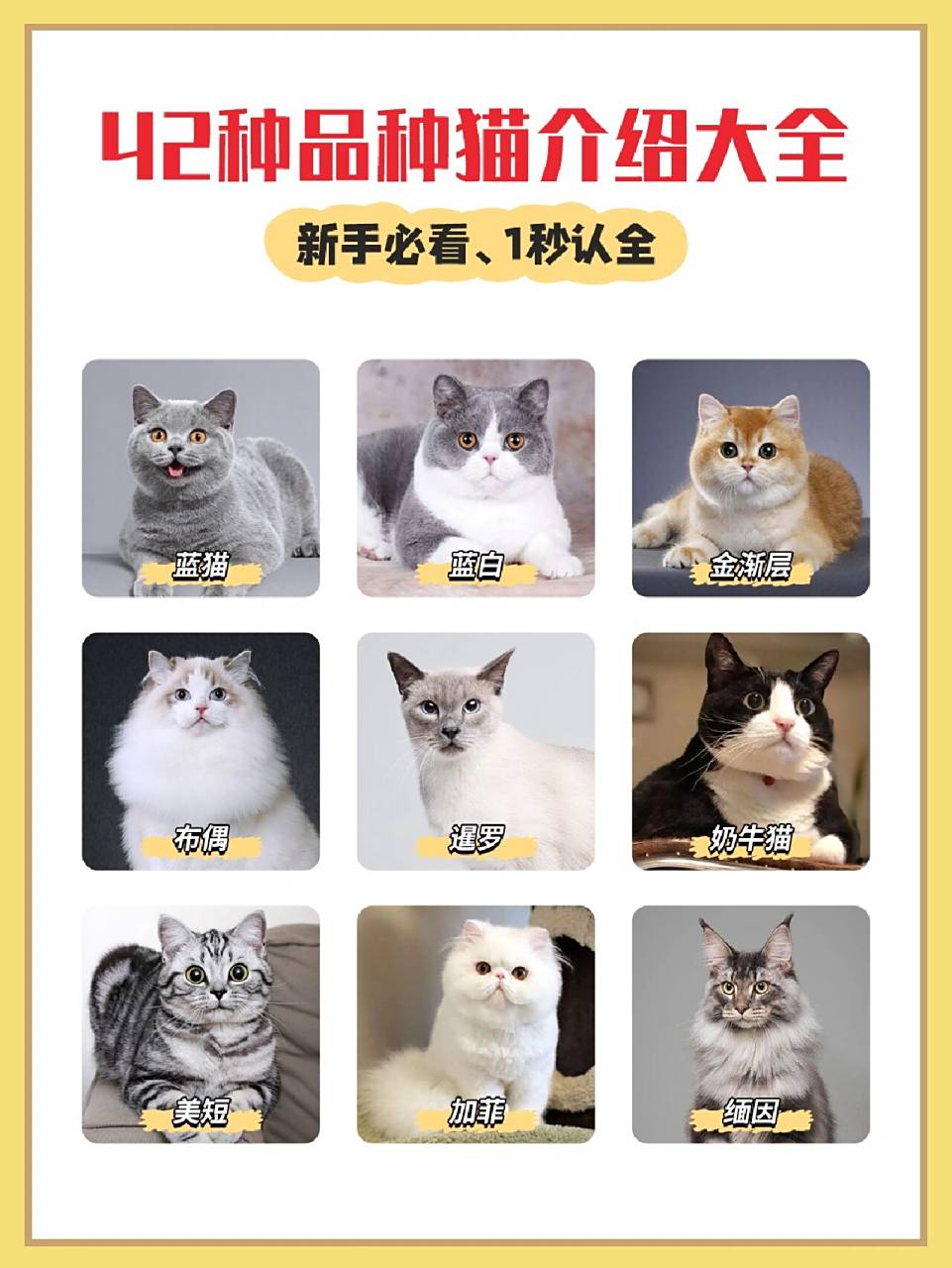 42种品种猫介绍大全,1秒认全!
