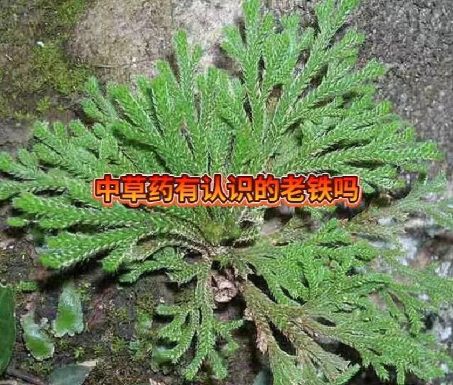 回阳草图片