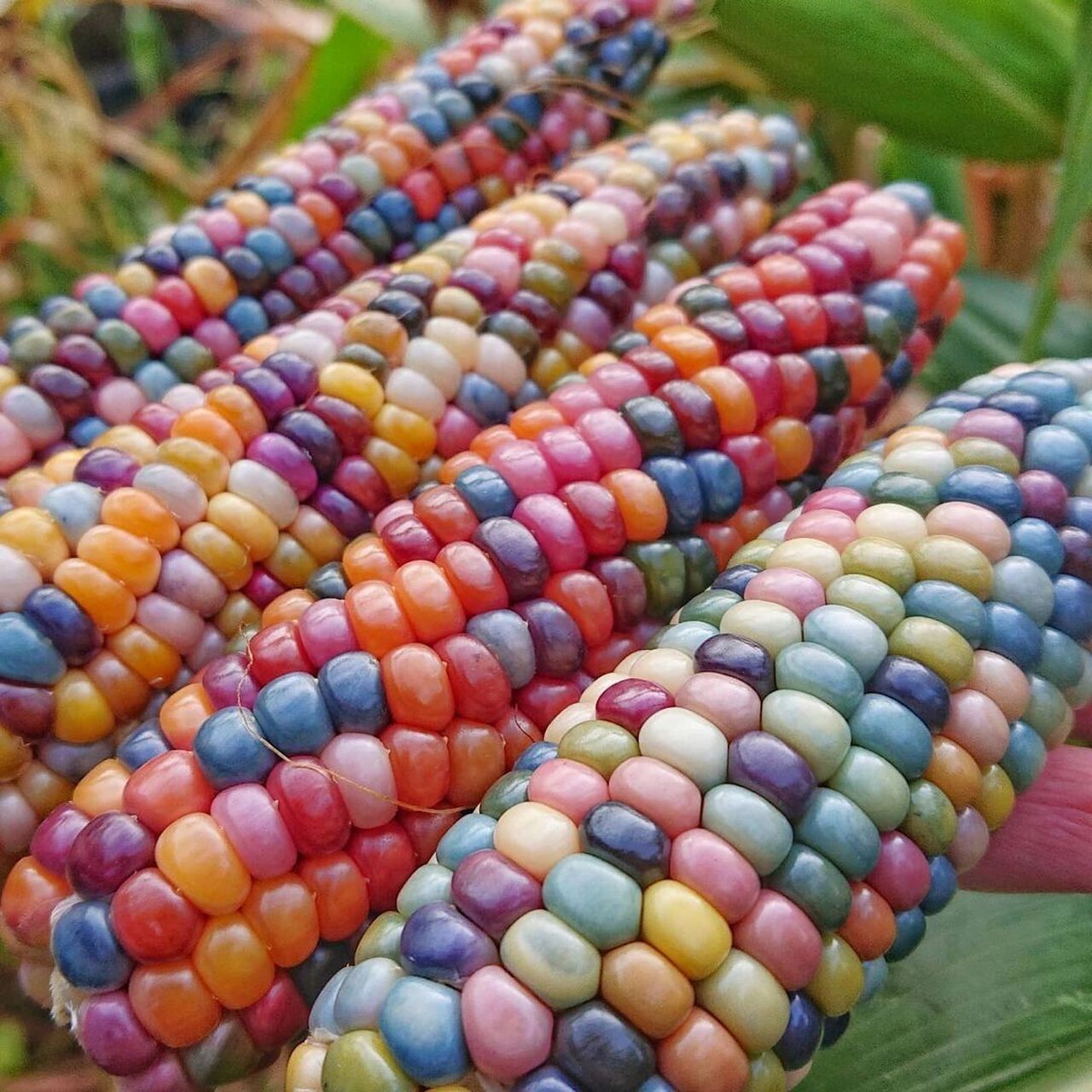 99颜值超高的彩色玉米有见过吗