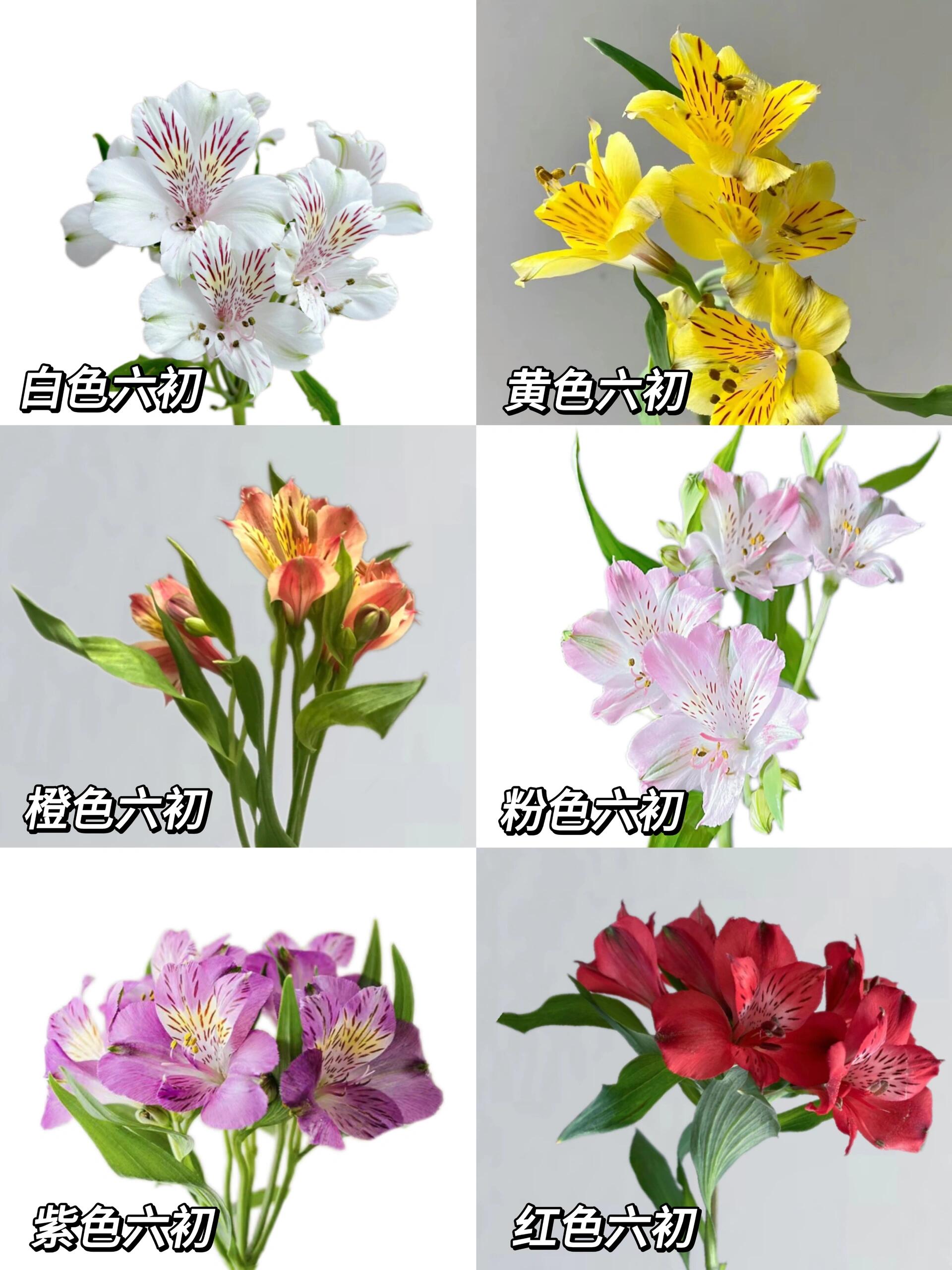 day105|六出花(水仙百合