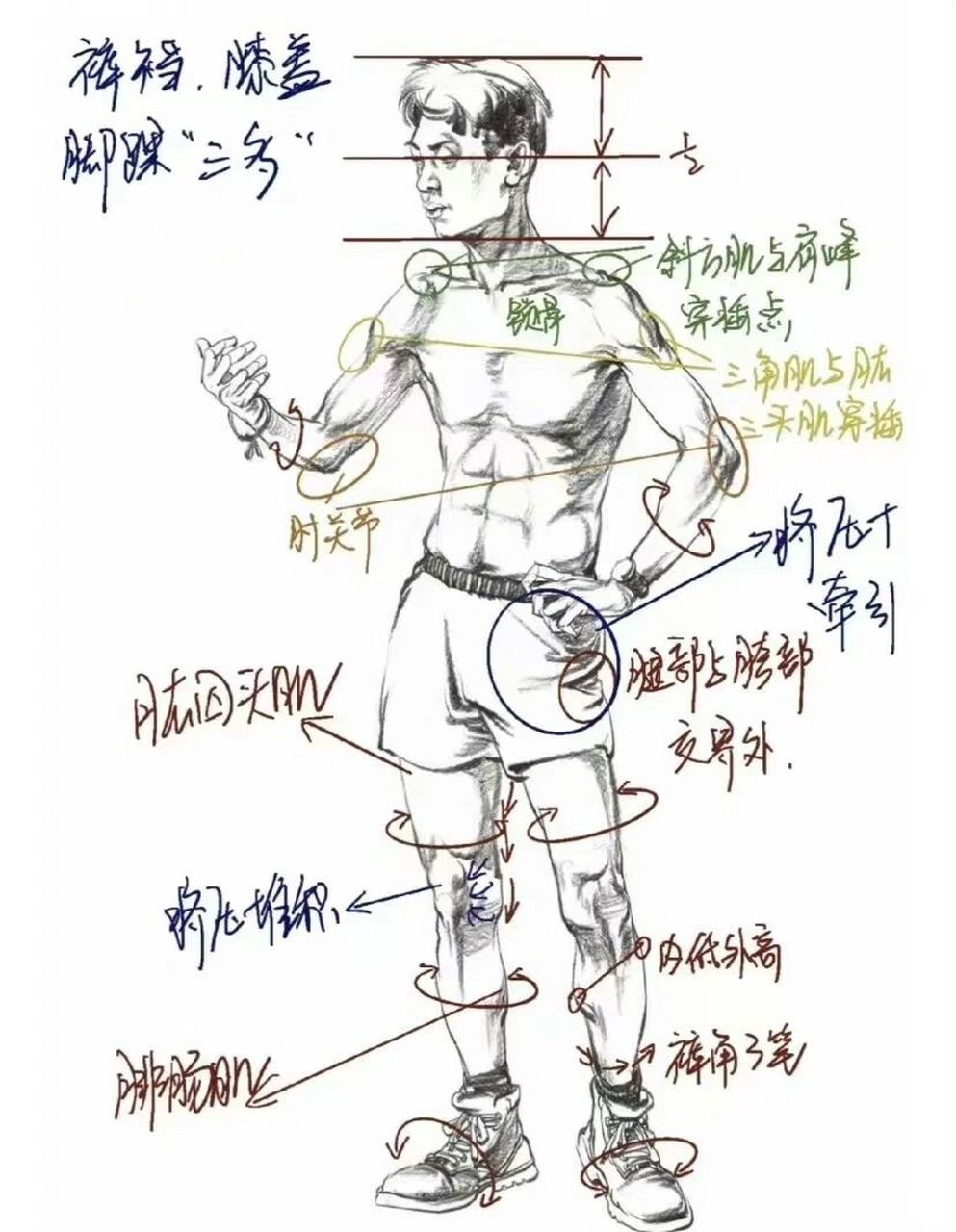 速写人体比例基本知识图片