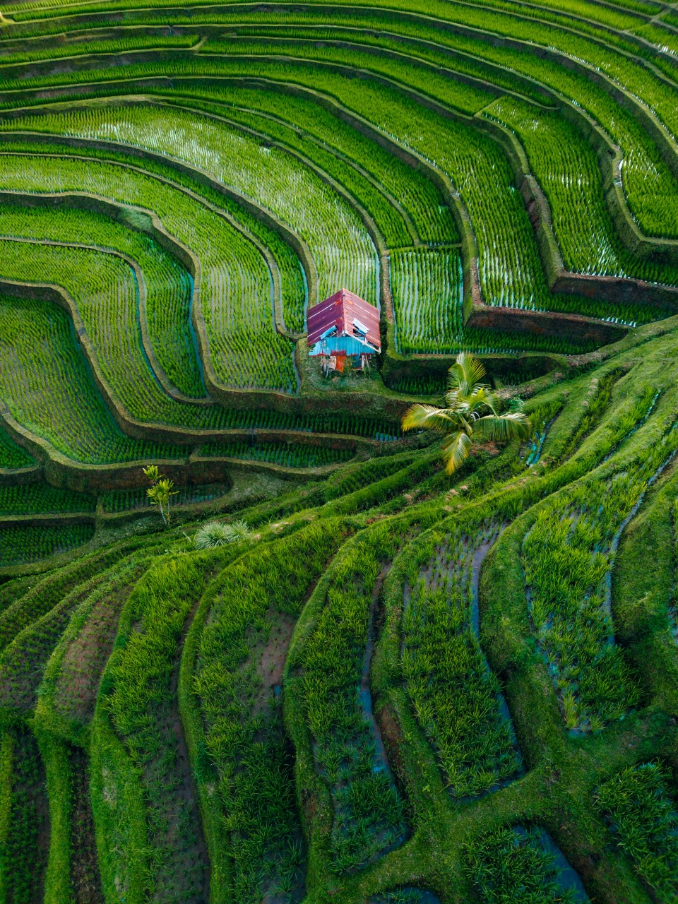来自巴厘岛的绿色梯田,超解压.