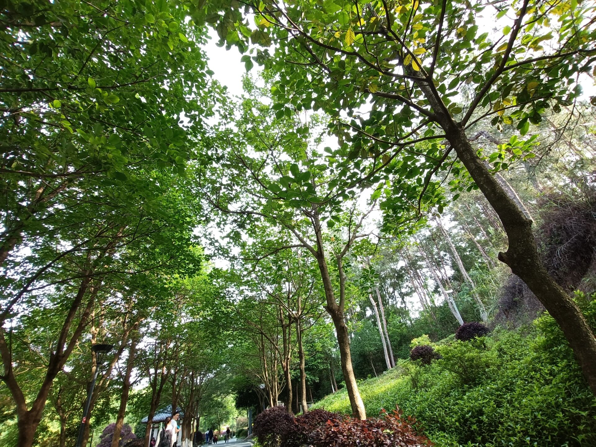 南雄雄州公园 择一座城 67与你赏花 67散步 67南雄 雄州公园