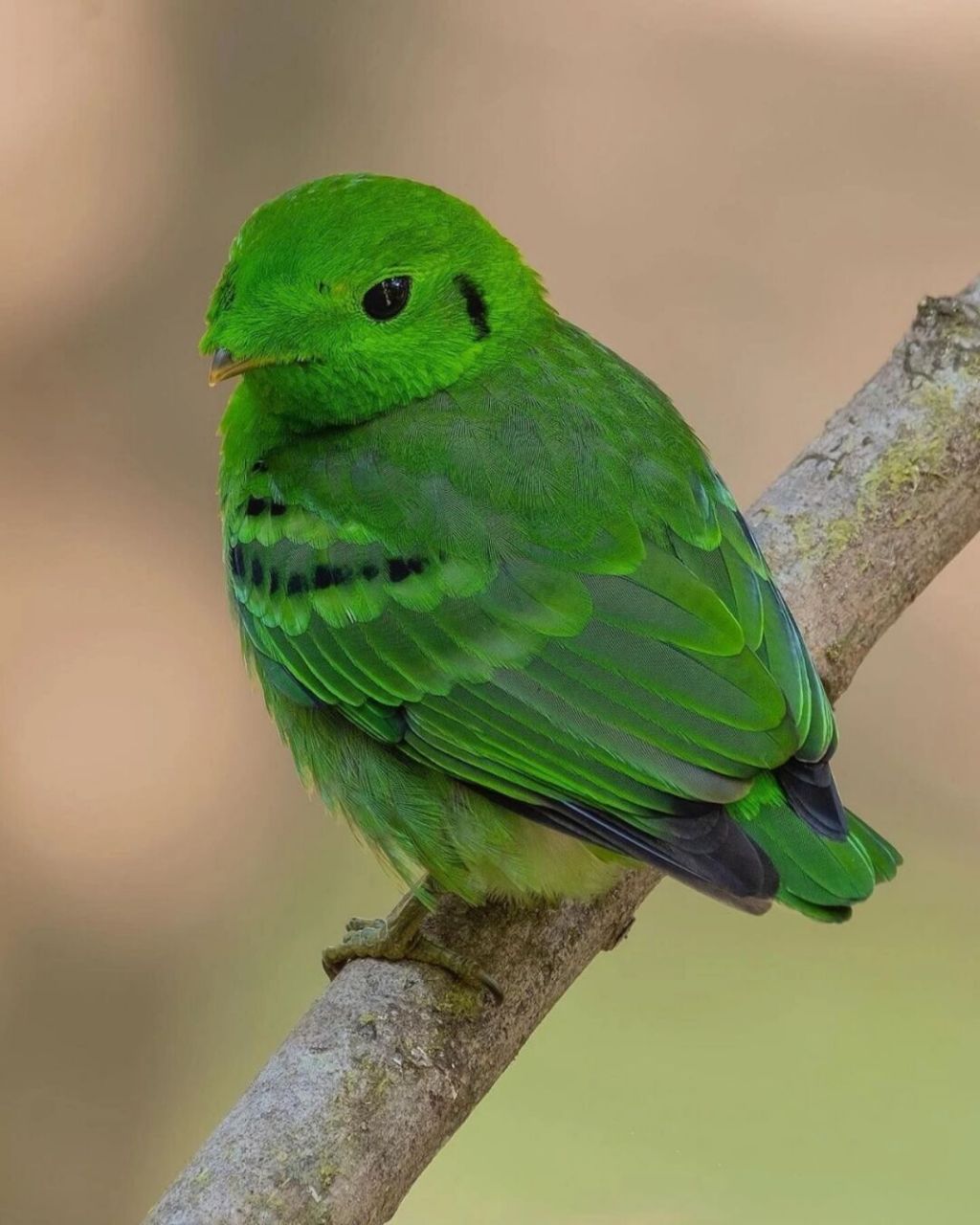 绿阔嘴鸟 #保护动物# #鸟类# #观鸟# #阔嘴鸟