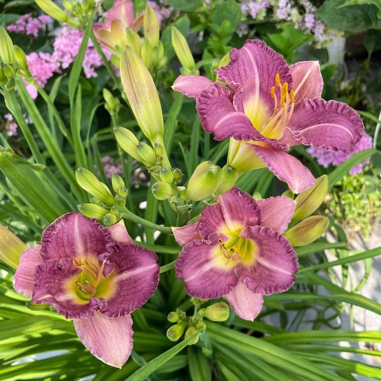 萱草和黄花菜的区别图片