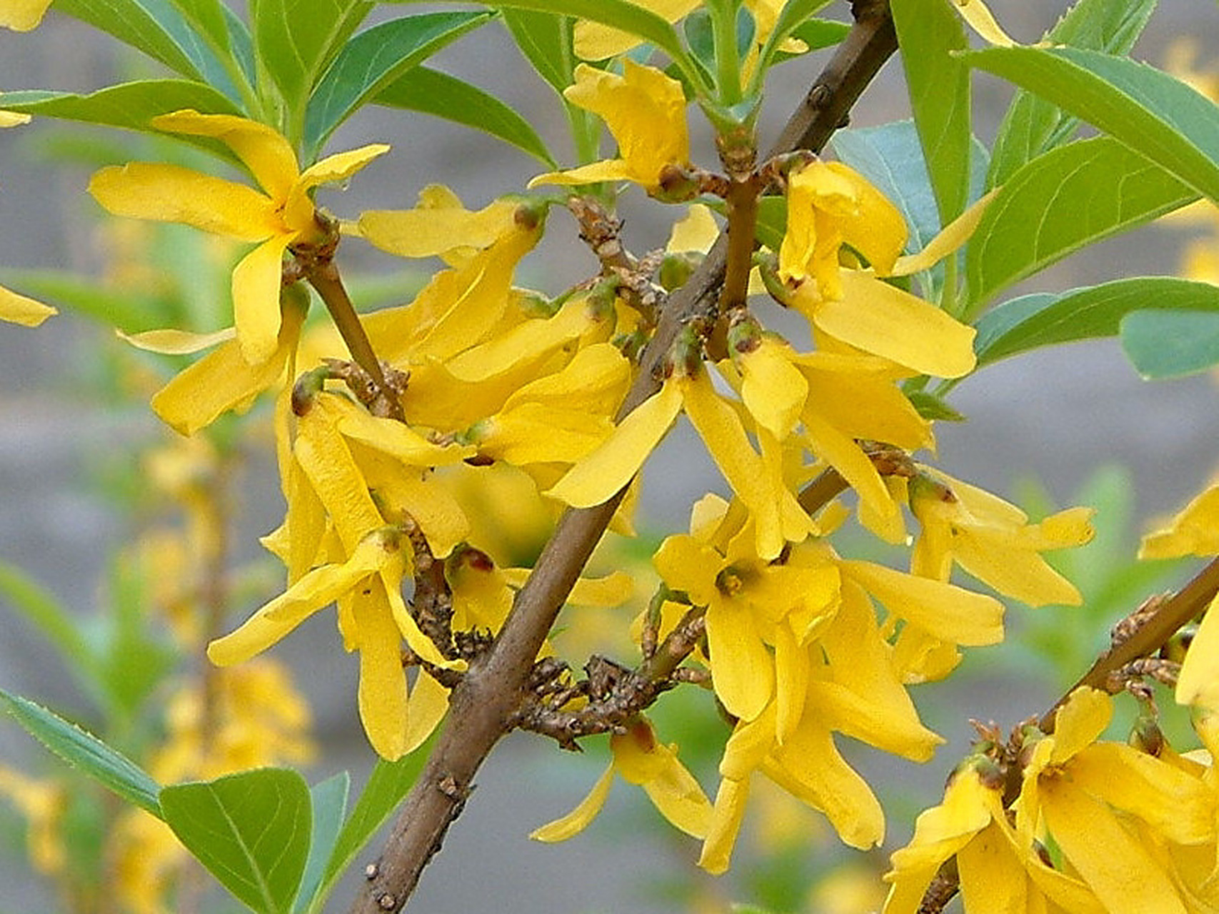 连翘(拉丁学名:forsythia suspensa):是双子叶植物纲,捩花目,木犀科