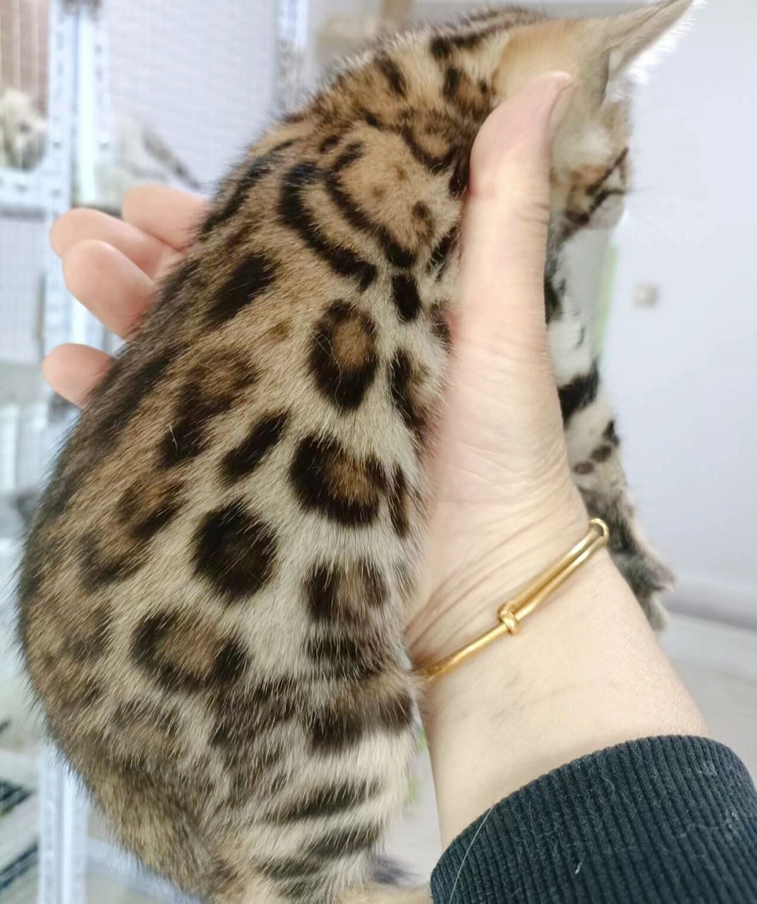 这样子的孟加拉豹猫,到手2500值不值 高赛级甜甜圈花纹,是前几年特别