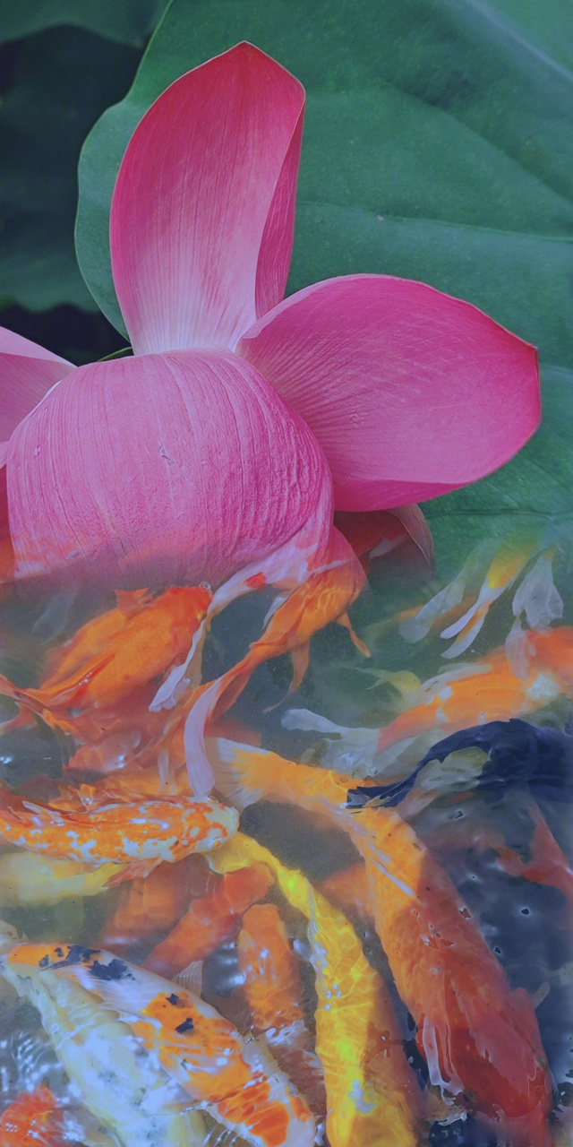 摄影师麦尘通过后期制作,将浣花溪的锦鲤与望丛祠的荷花结合在一起