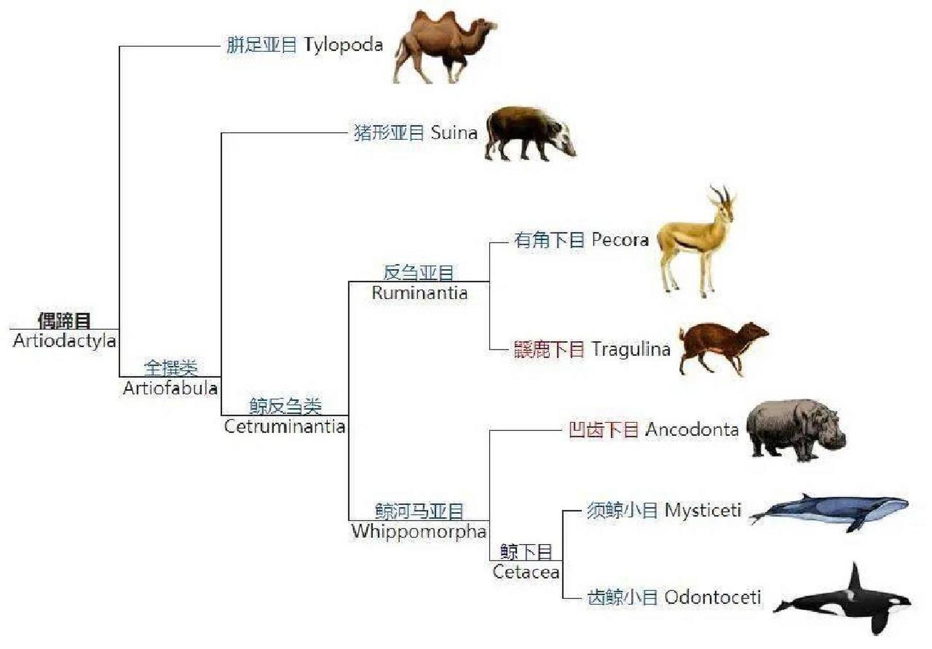 尖喙鲸图片