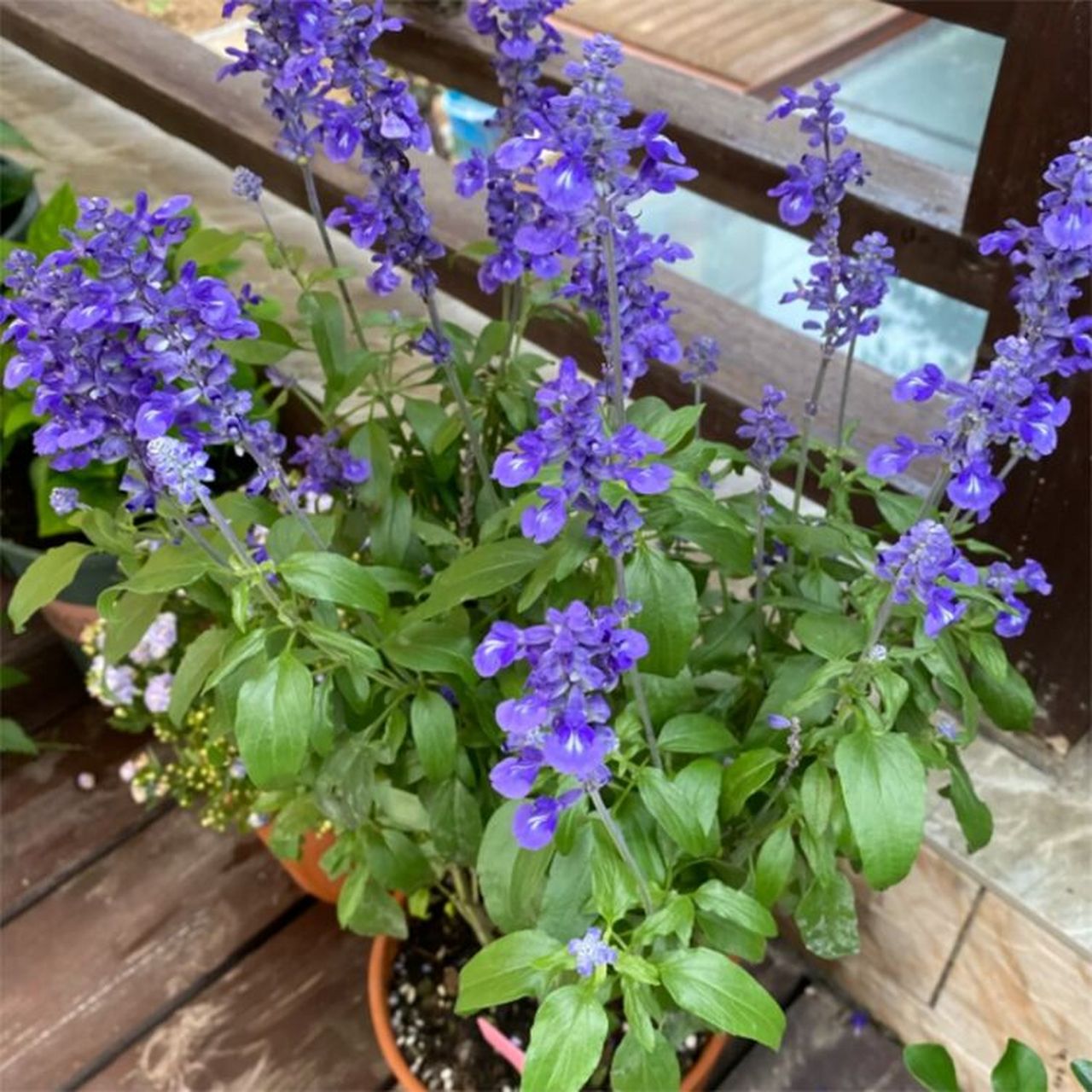 萨利芳鼠尾草夏日花园里的精灵 株高30-60cm 最常见的鼠尾草品种,植株