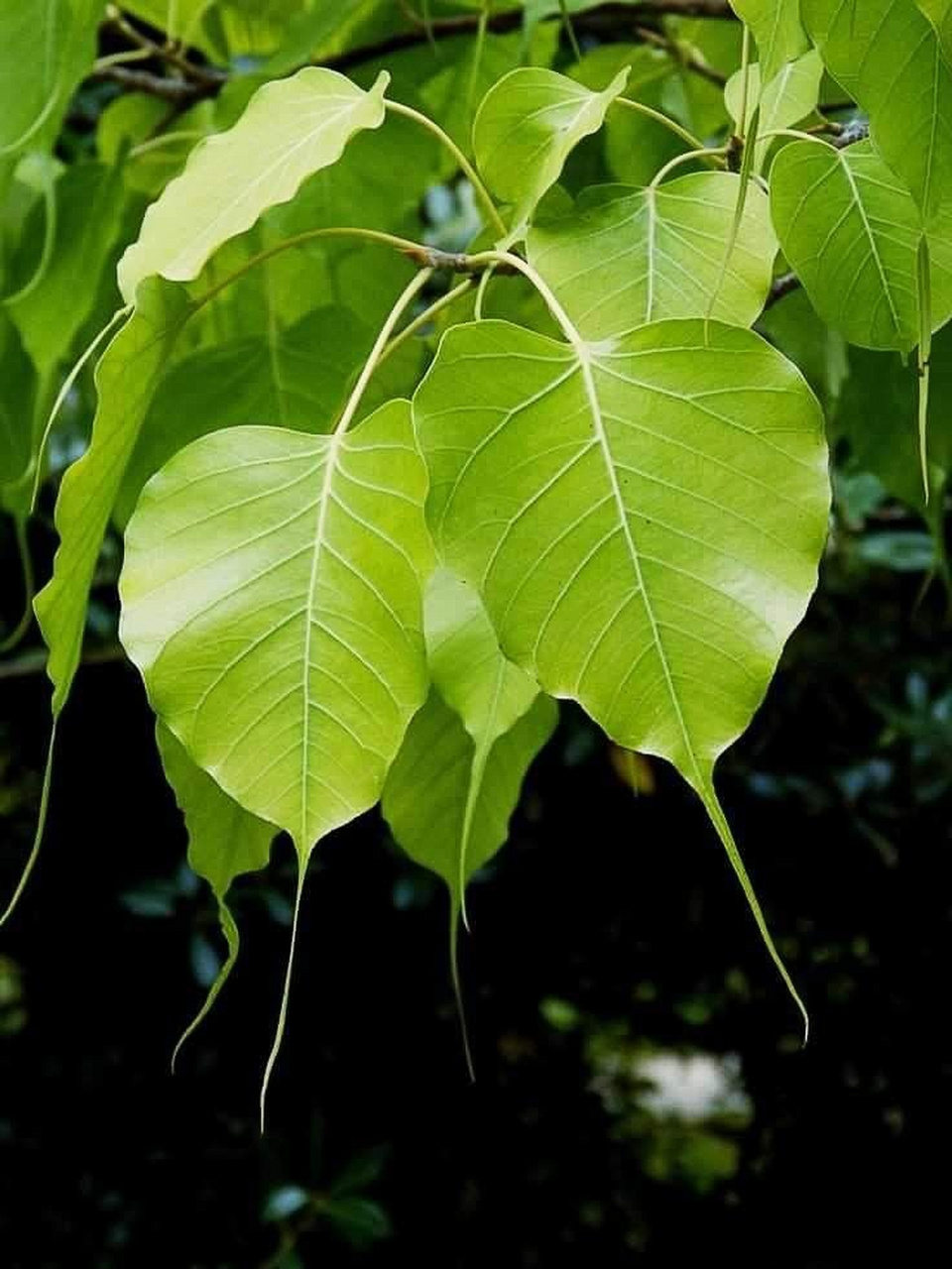 热带雨林植物有哪些图片