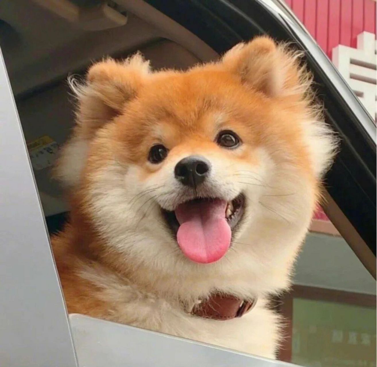 爱笑的狗狗/可爱头像 笑起来的狗狗超可爱 头像用起来,每天都有好心情