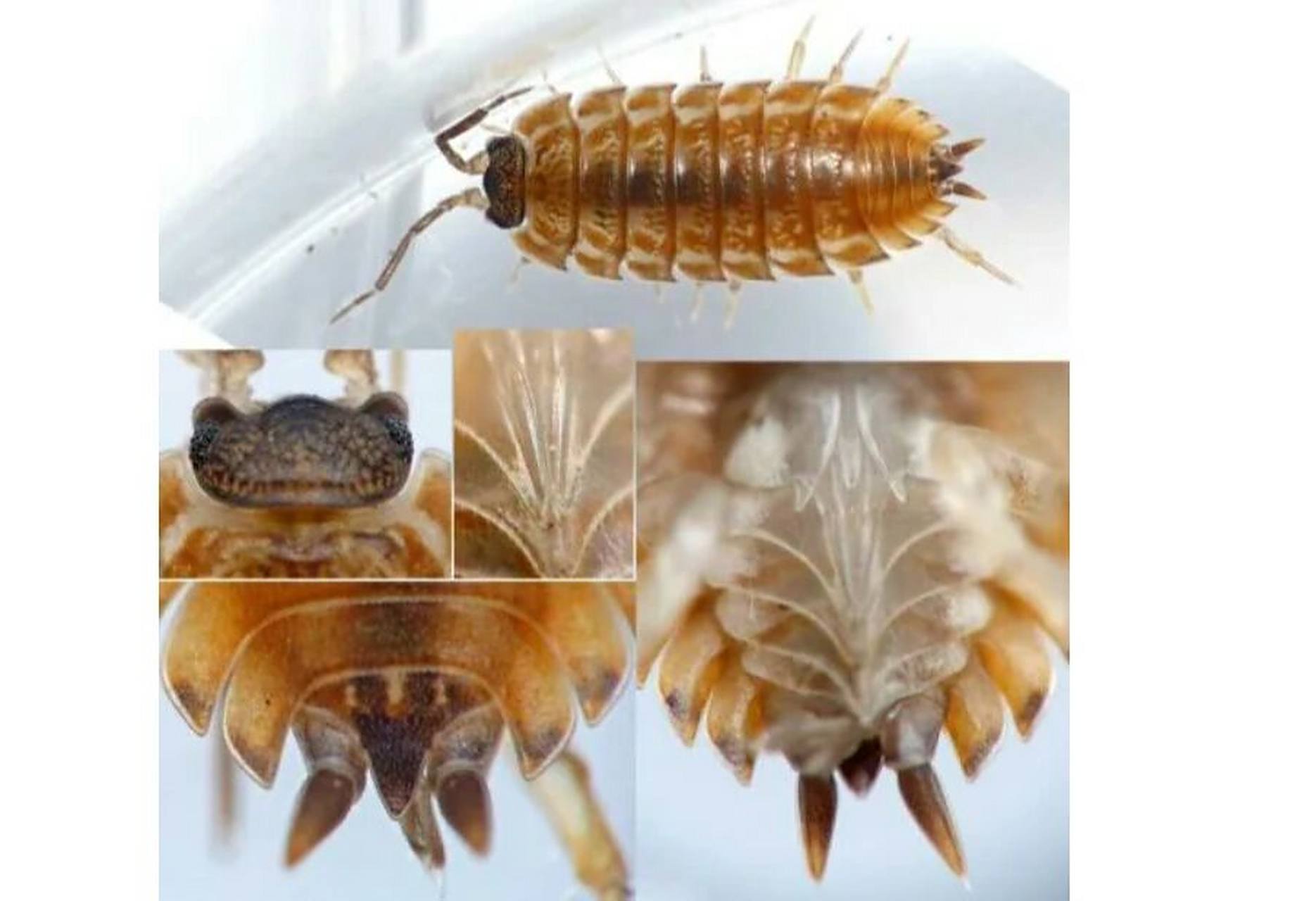 彻底消灭潮虫的方法有哪些 1,潮虫即鼠妇也叫西瓜虫喜欢潮湿的环境