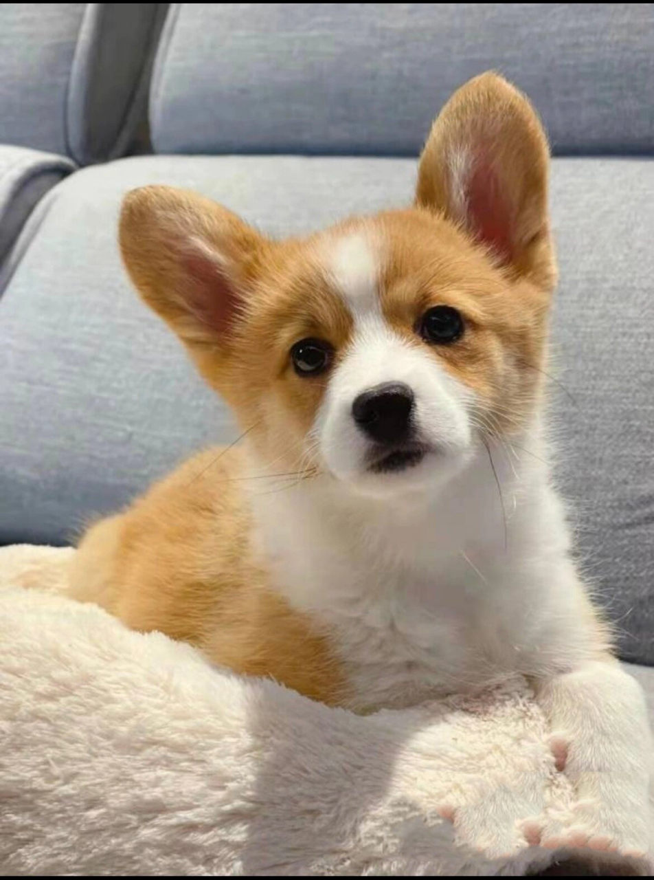 柯基幼犬喂养分享 (五十天的时候从宠物店抱回来的) 第一次养狗狗