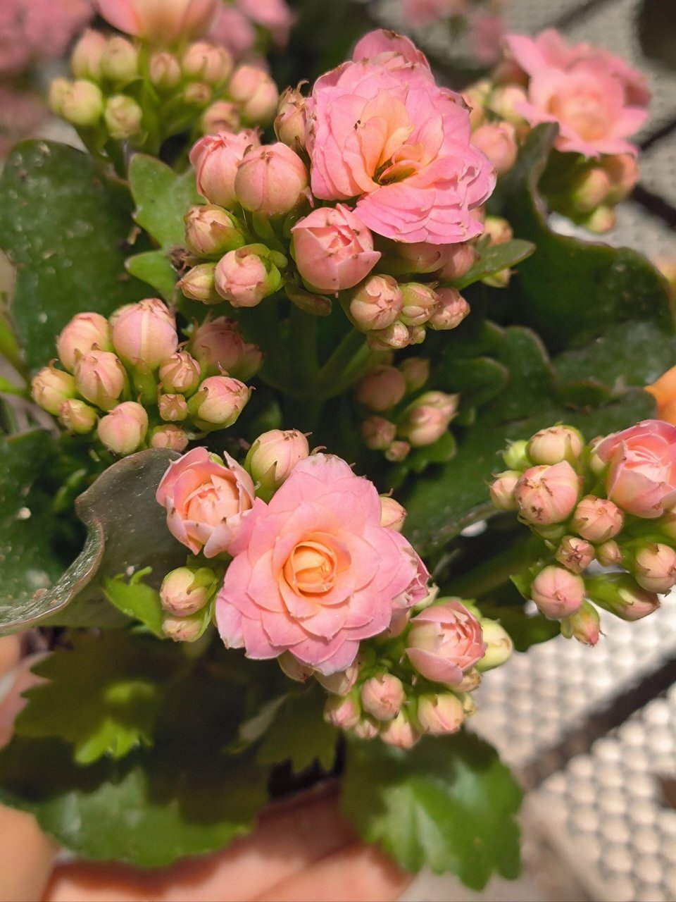 长寿花劳瑞拉 花心由橙变粉再变白.就是消苞太厉害.花还是很喜欢的