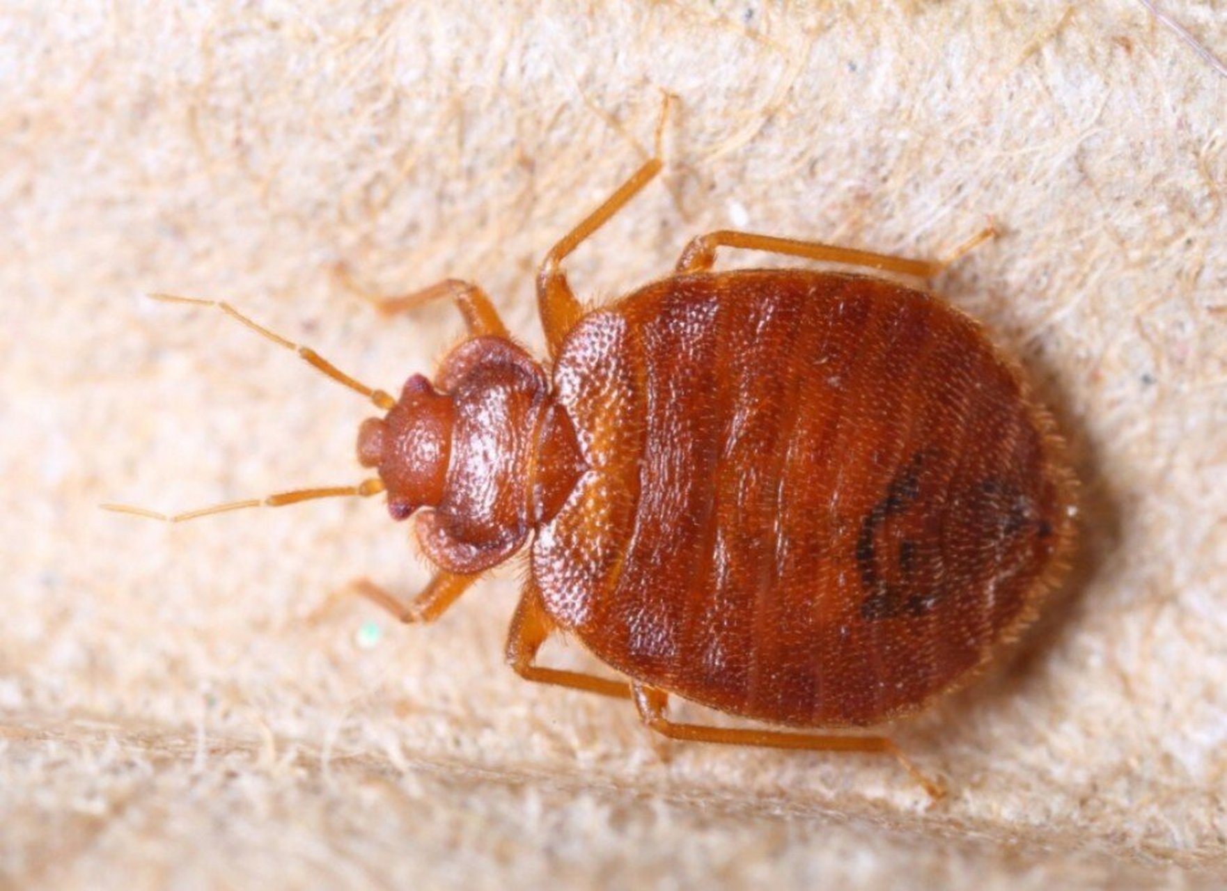 有多少臭虫,其实还是要看臭虫有没有繁殖,如果已经繁殖了,那就有可能