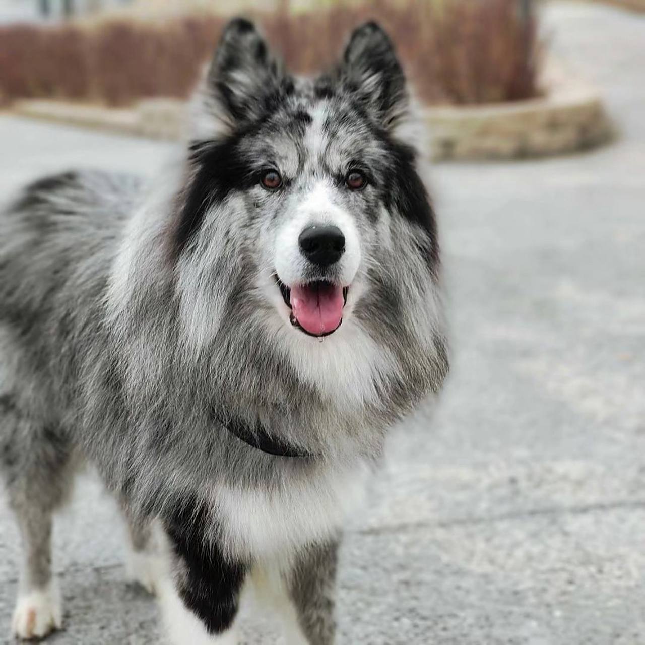 哈士奇和边牧的混血 大数据让我们相遇 家有哈士奇和边牧混血宝宝的