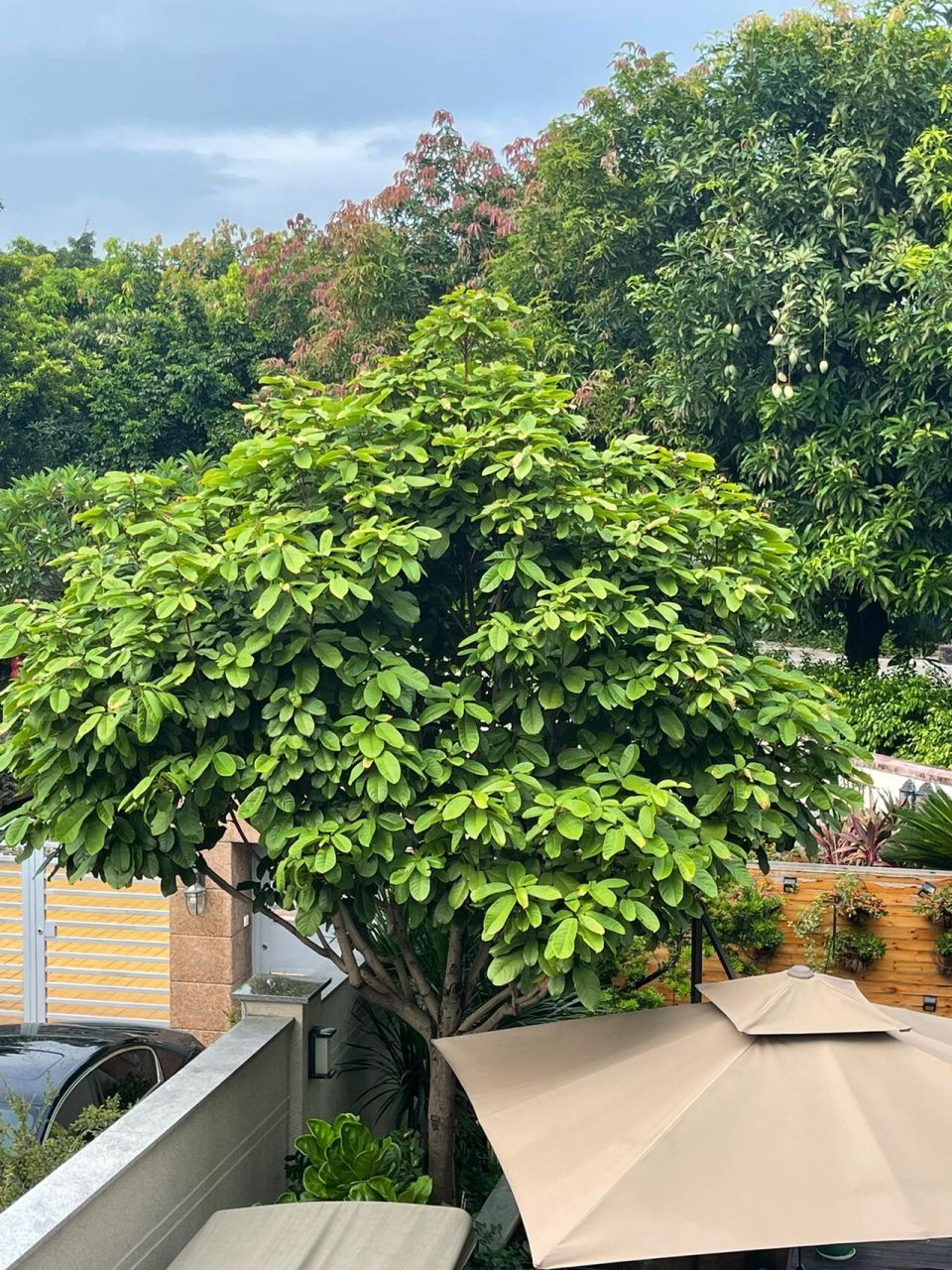 凤眼果的功效与作用 功效与作用 和胃消食,解毒杀虫 凤眼果为梧桐科