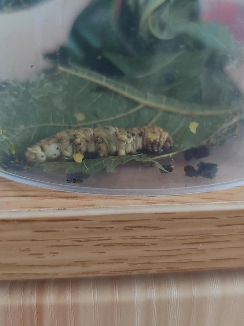 蚕死的原因 谁知道这蚕死的原因啊?是吃的多了还是叶子不干净?