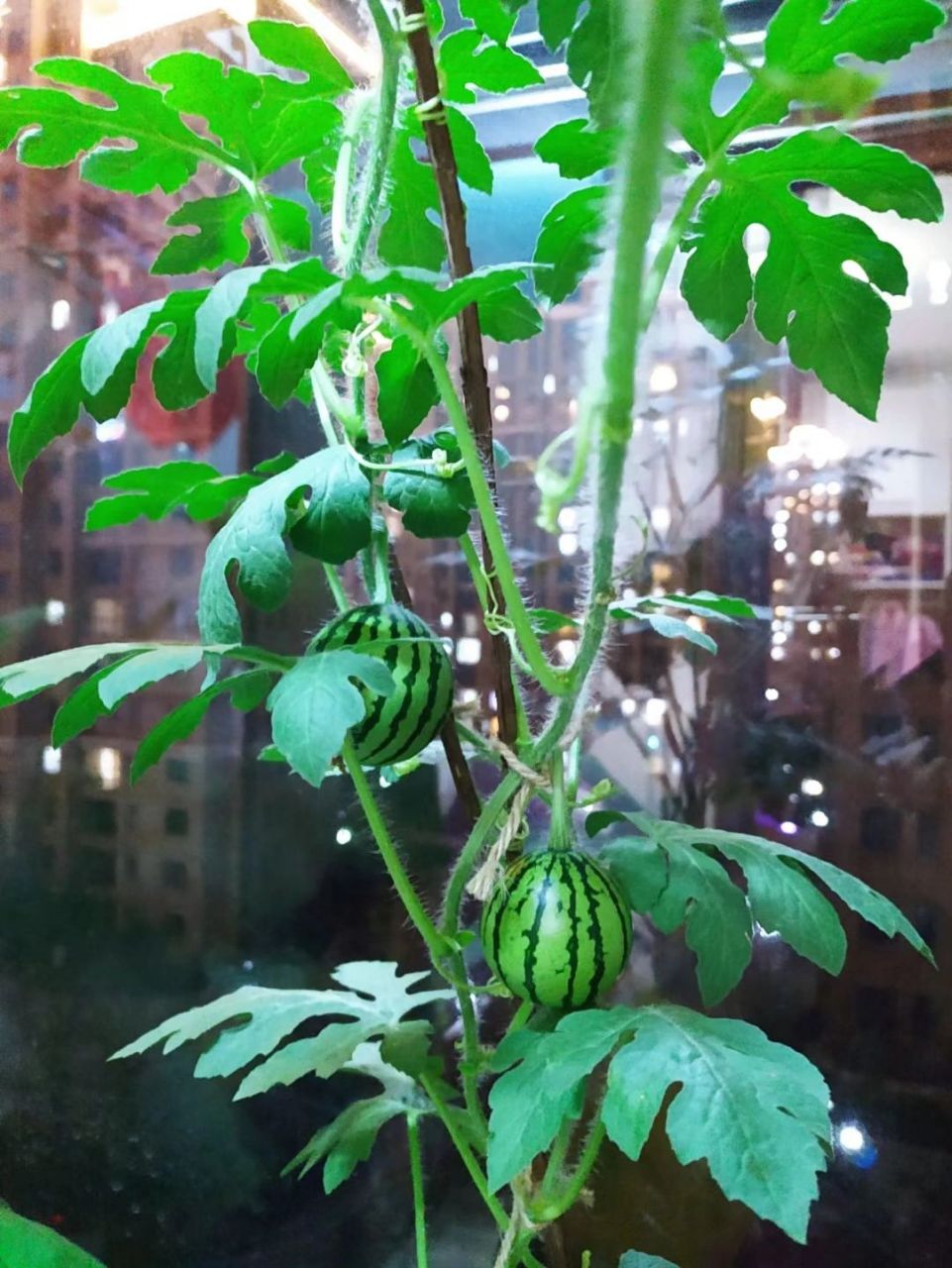 不会还有人不知道西瓜是在树上长出来的吧 不会还有人不知道西瓜是在