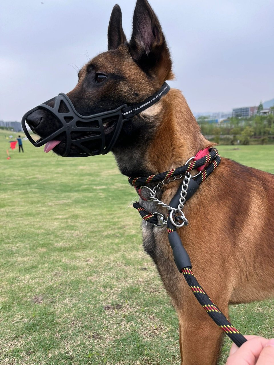 宝子们你们要的马犬嘴套来了～ 很多宝宝私信我,想要我家雷神同款嘴套