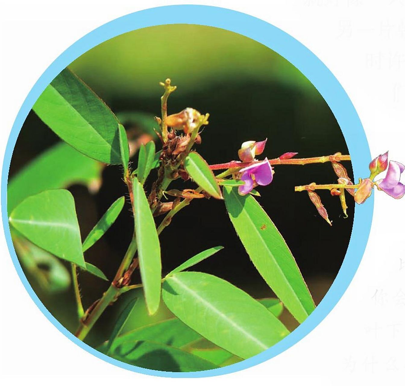 每天陪孩子认识一种植物 01|舞草  植物名片 中文名:舞草 别称:跳舞草