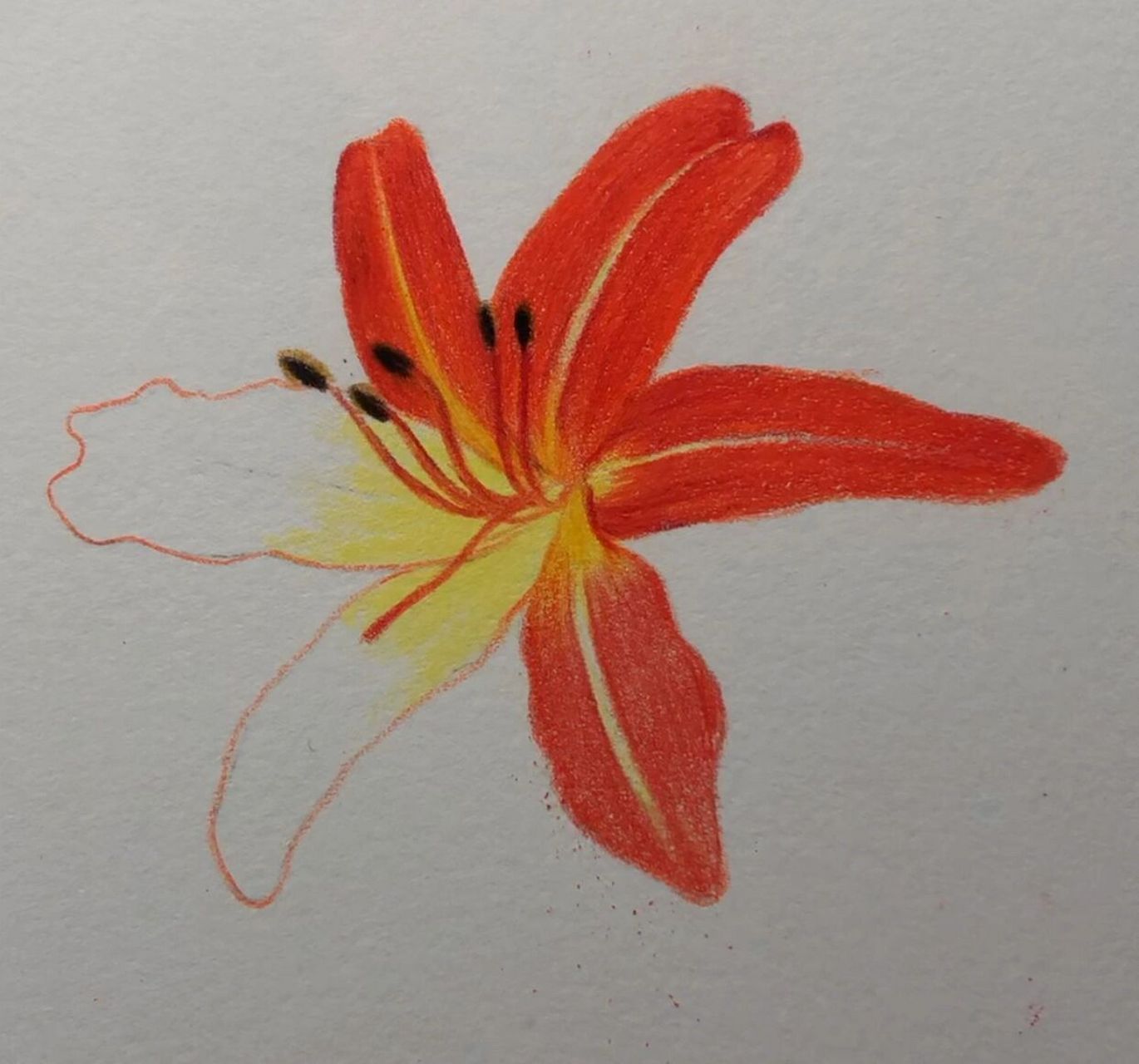 彩铅萱草花(绘画步骤图)