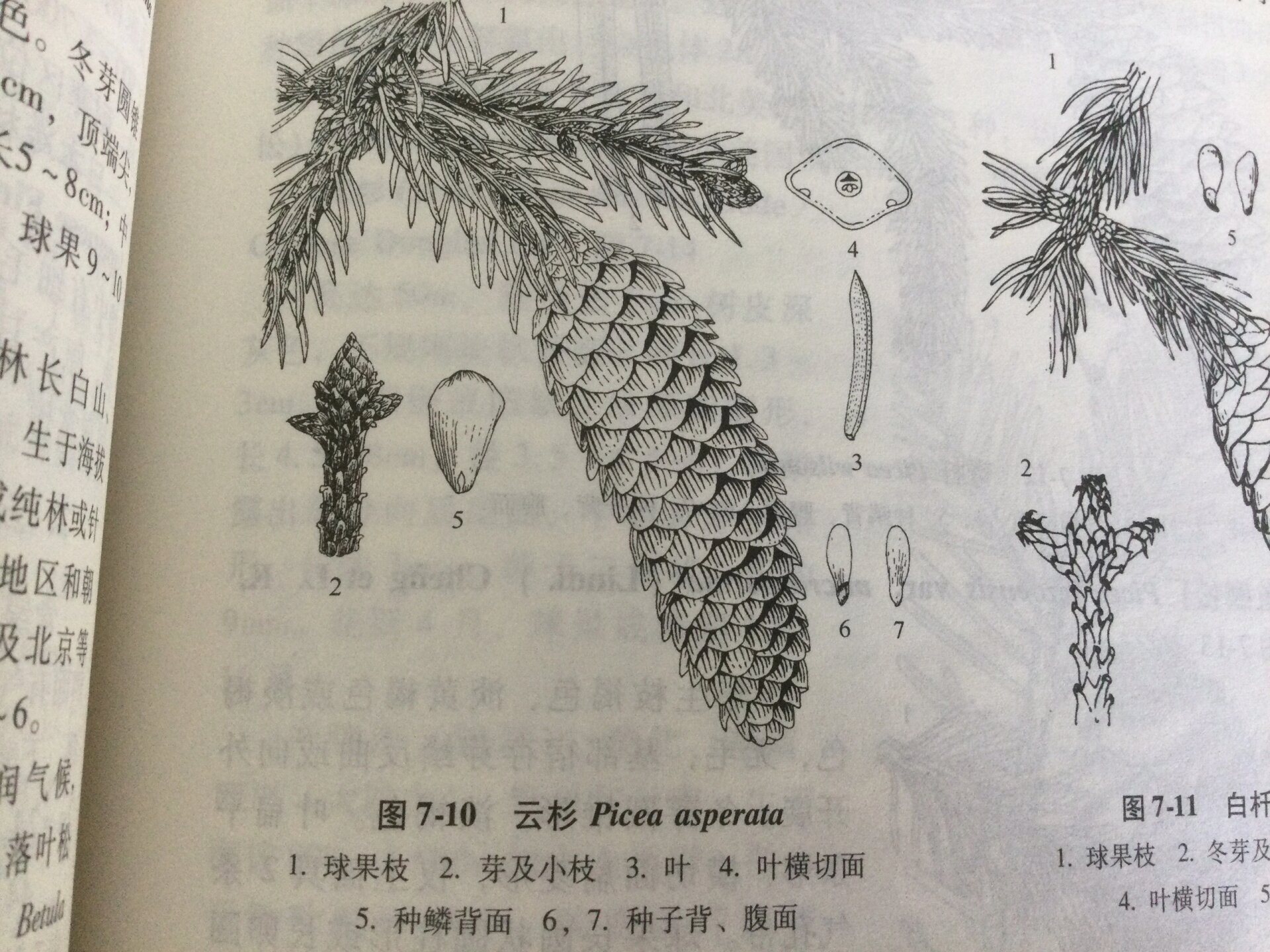 每天认识一种植物——云杉 🌲云杉,是常绿乔木,高可达45米,胸径达1