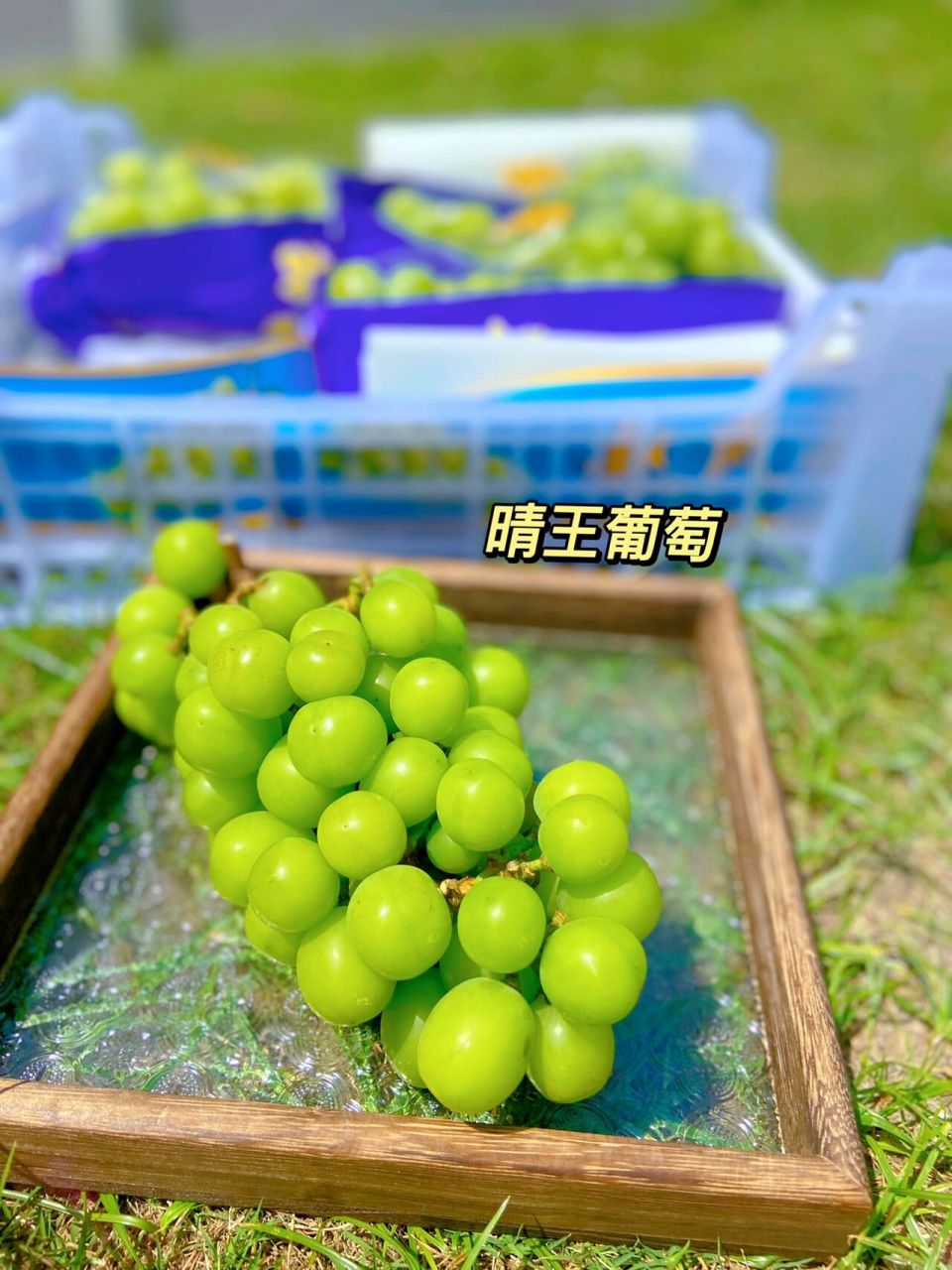 果肉的质地就是天然的布丁嘛最优秀的国产晴王非它莫属#晴王葡萄