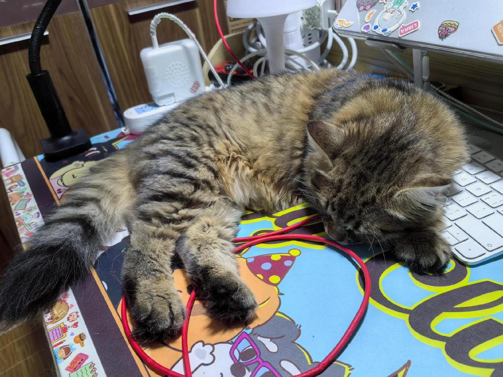 猫咪 西森 北京西森 西森猫 萌宠