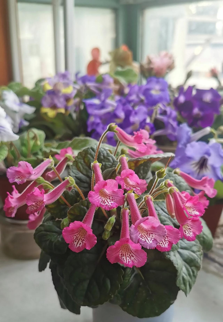 常见的几种苦苣苔科花卉,它们比较耐荫,个子小,比较适合封闭阳台,占地