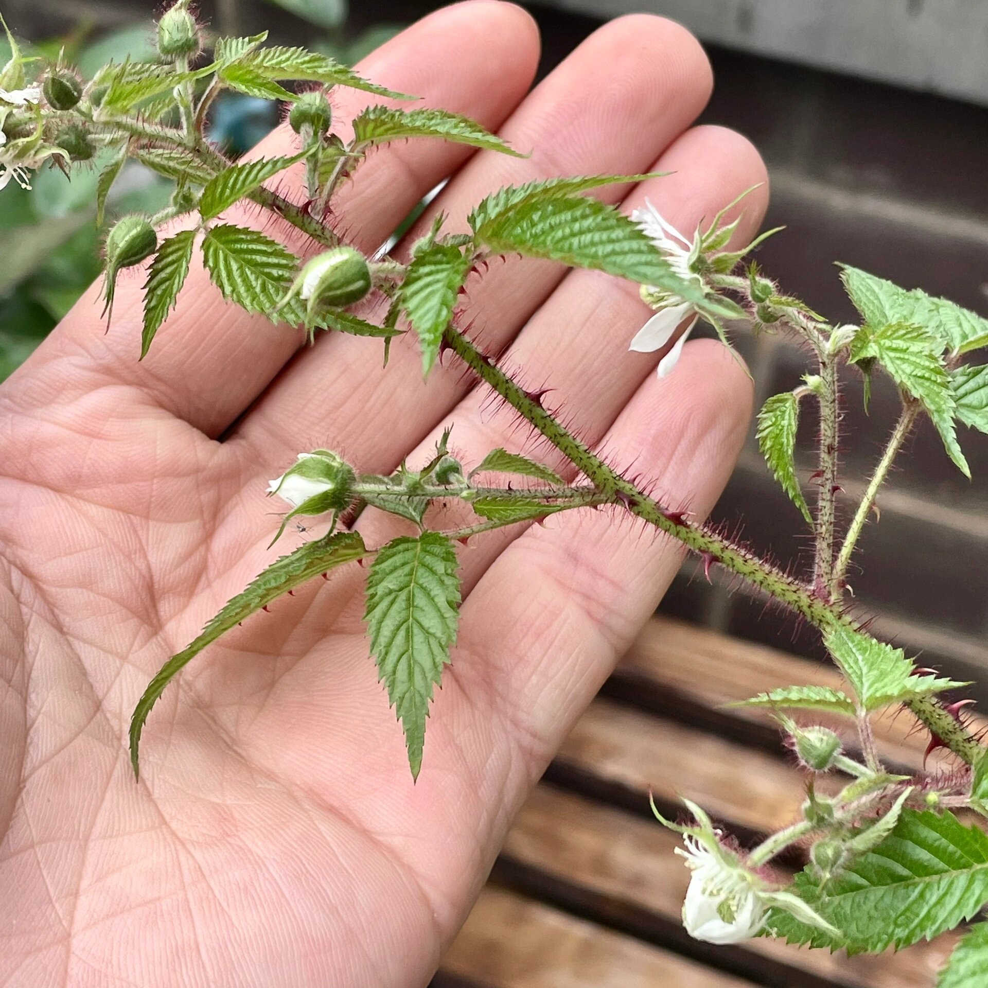 推荐一个树莓—红腺悬钩子 红腺悬钩子～ 挂果期很长,新枝条连续开花.