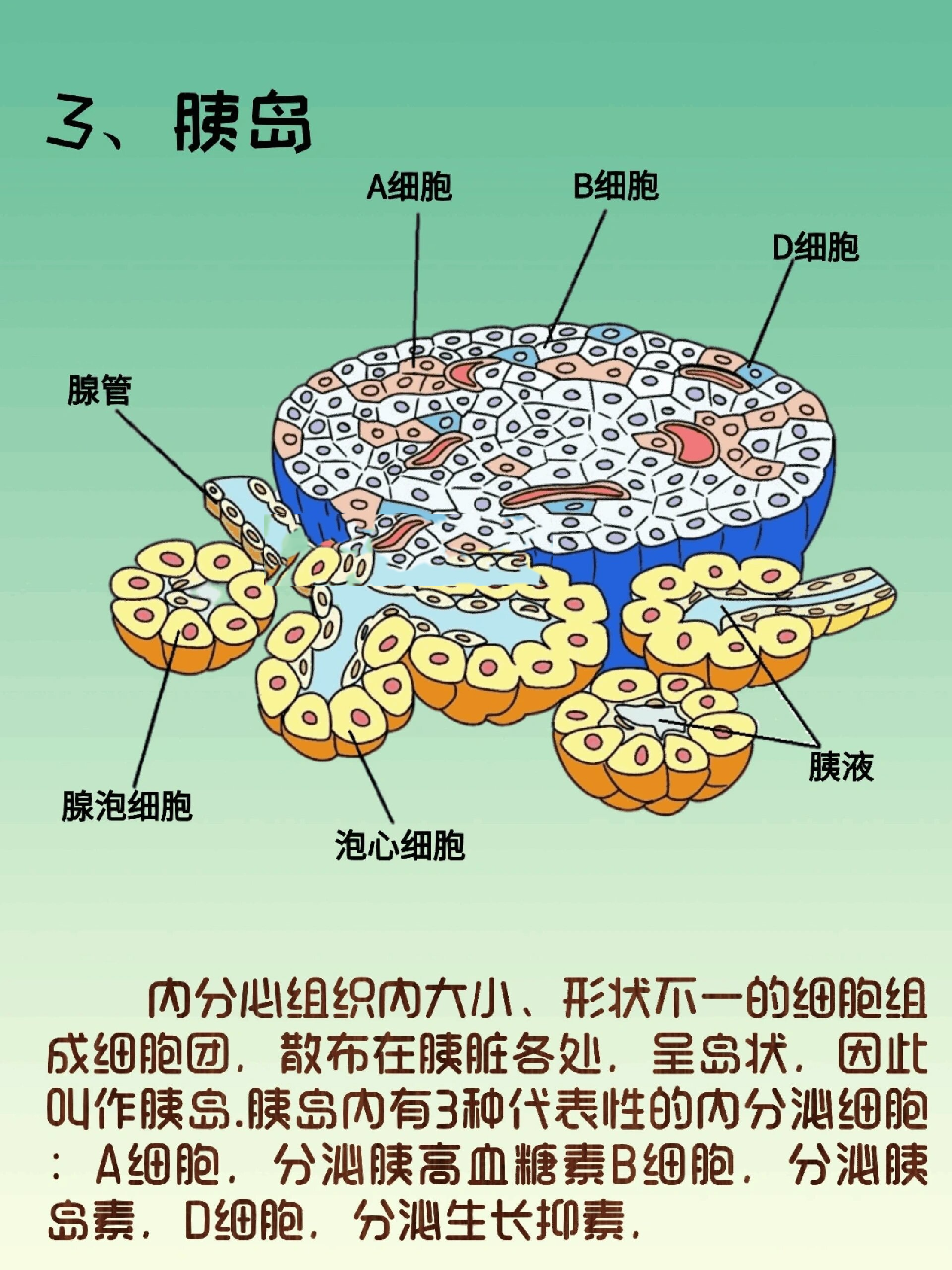 胰腺的组织学结构图图片