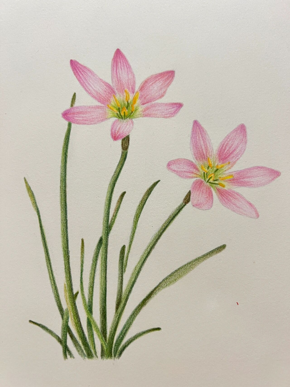 彩铅花卉——风雨兰,附步骤图 风雨兰,又叫"葱兰",原画《花之绘》里的