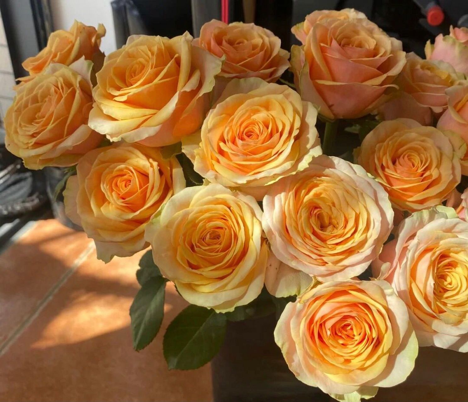 带你识花～迪薇娜玫瑰   迪薇娜玫瑰厚花瓣,不易生病,易养护,香槟玫瑰