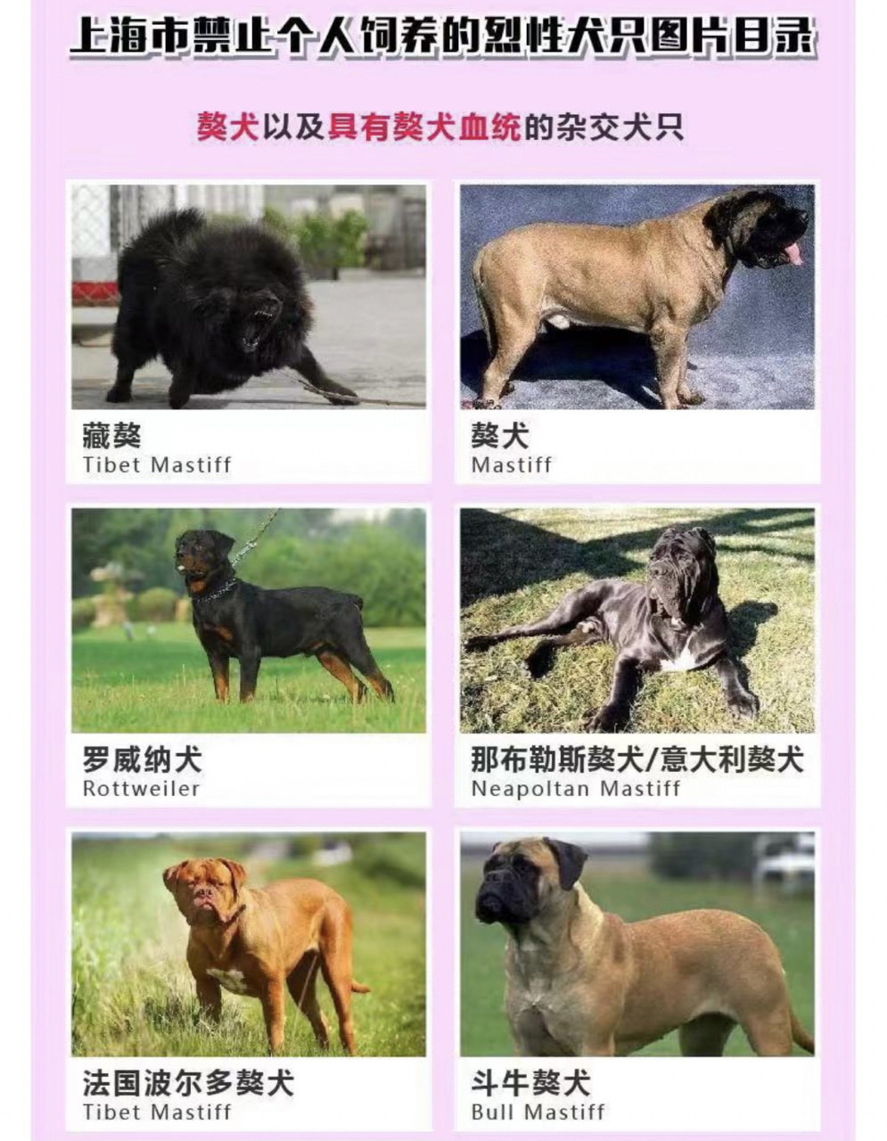 科普|关于上海禁养犬种类 图为上海禁止个人饲养犬种类9215 不过