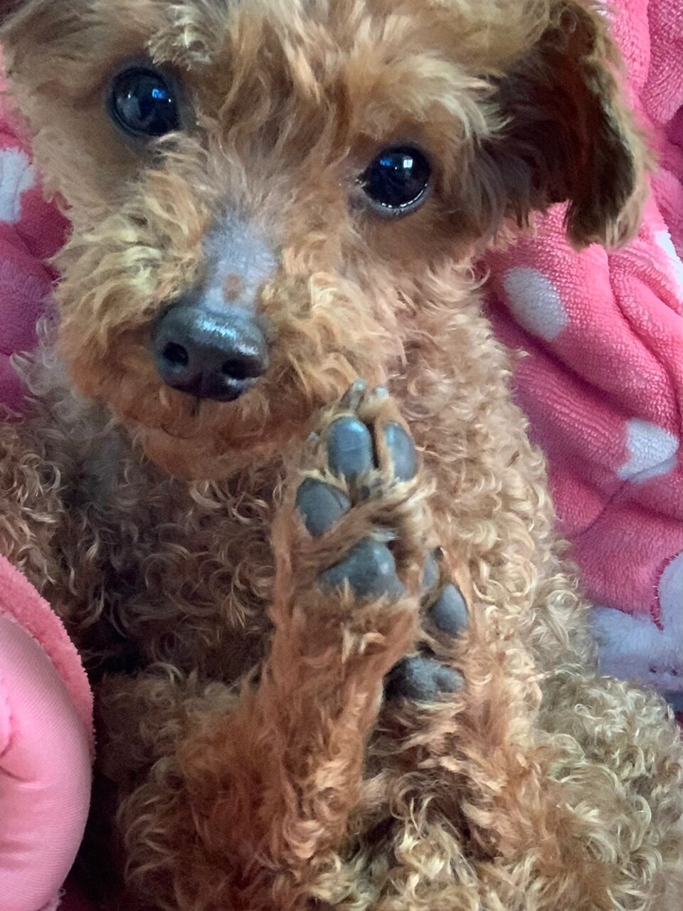 狗狗领回家有一个多月了,全身的毛都长长了,就鼻子上一直不长毛,有谁