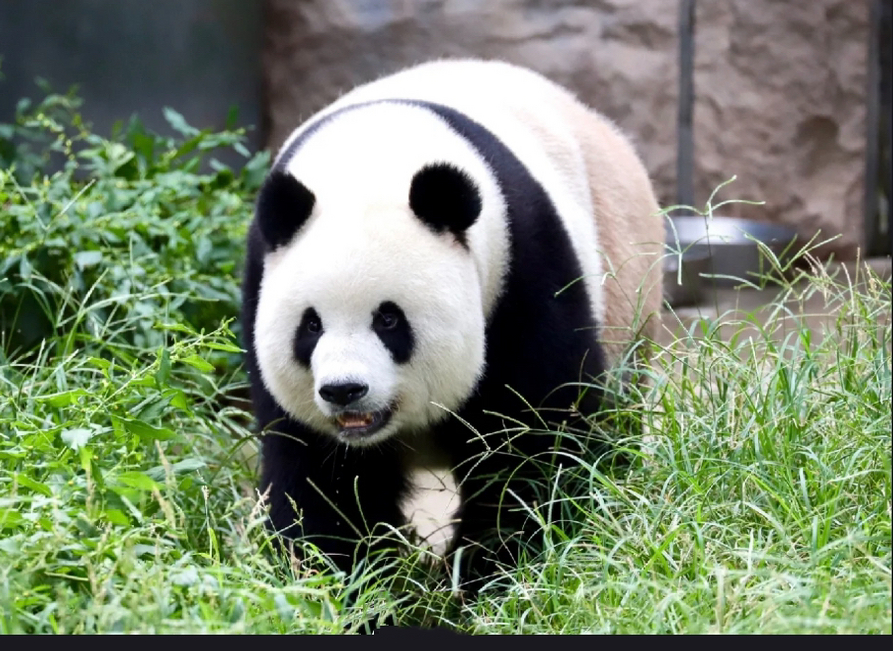 南思嘉北二胖 图123是思嘉 思嘉,雌性大熊猫,谱系号634.2006年8月12日